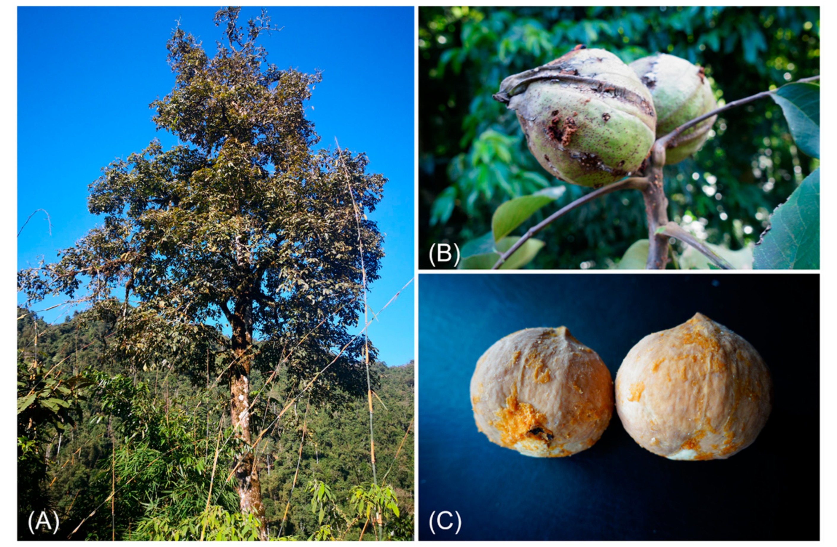 Plants 11 00052 g001