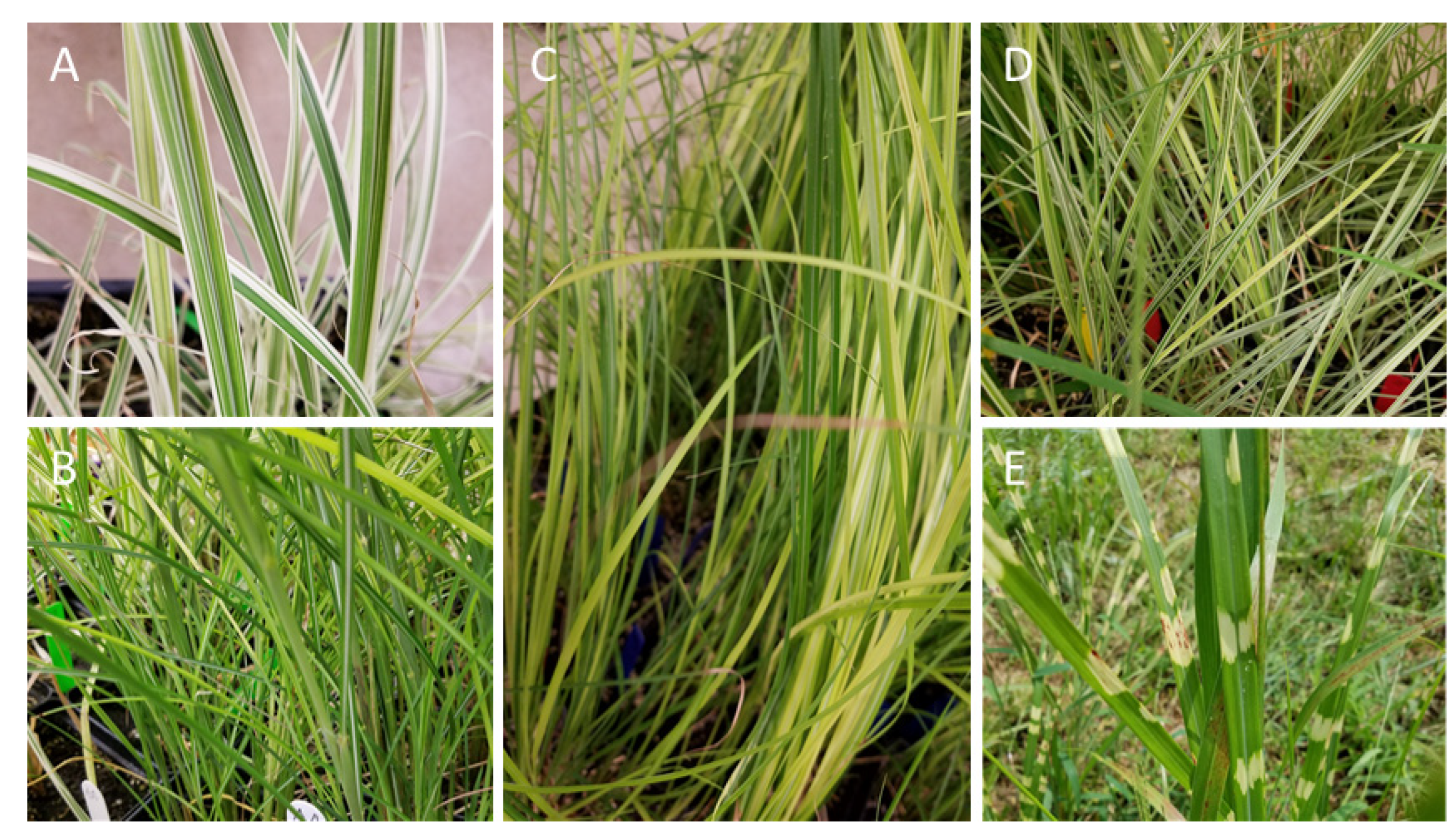 Plants 11 00053 g005 Plants 11 00053 g005