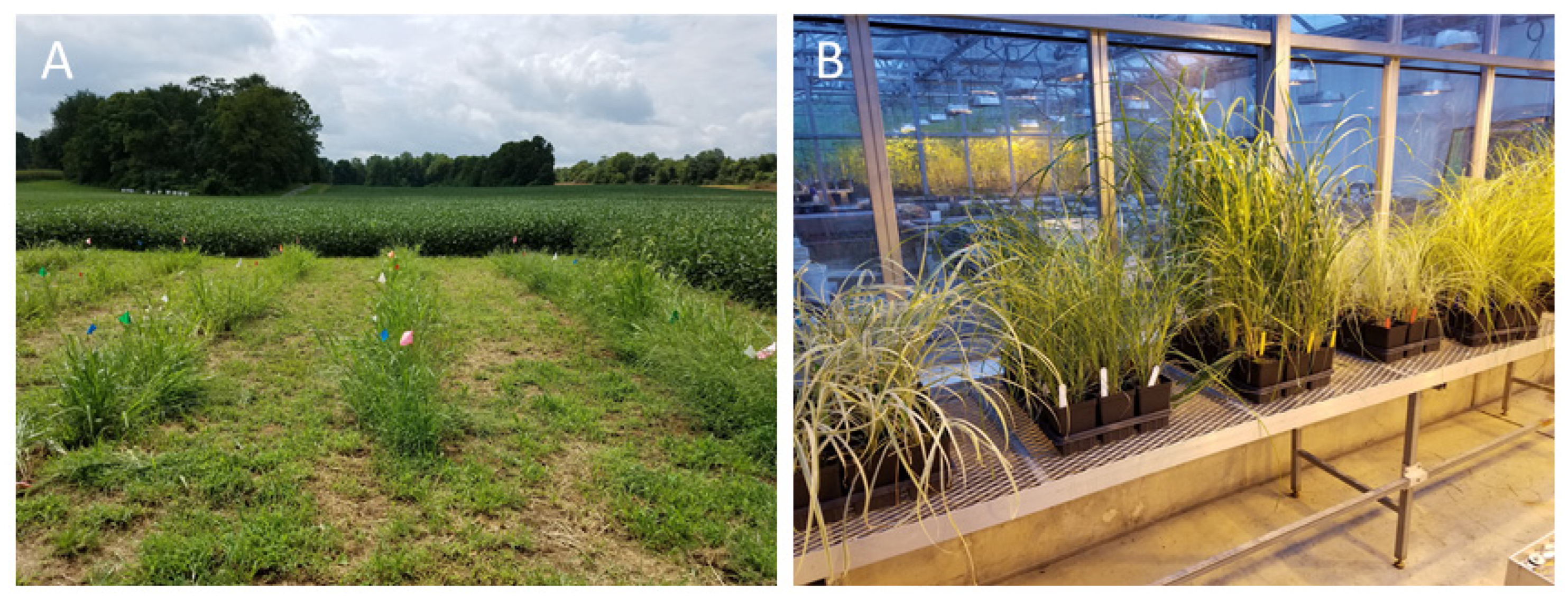 Plants 11 00053 g006 Plants 11 00053 g006