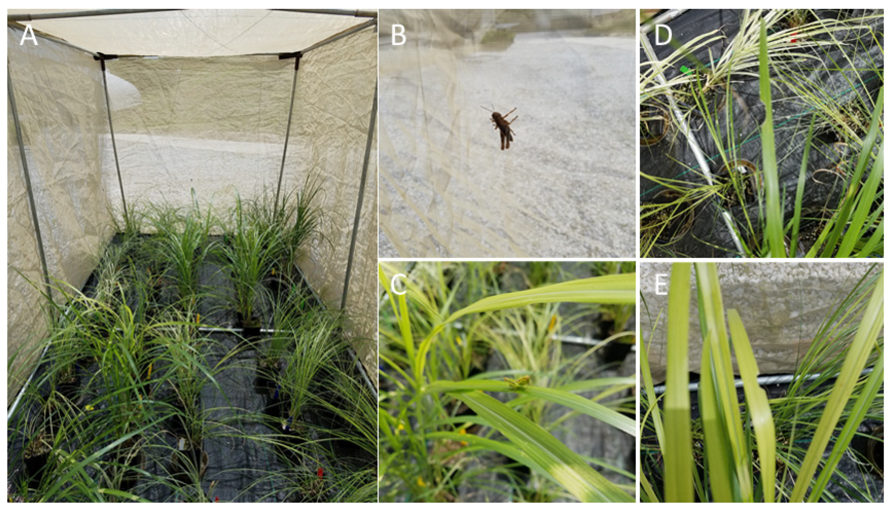 Plants 11 00053 g007 Plants 11 00053 g007