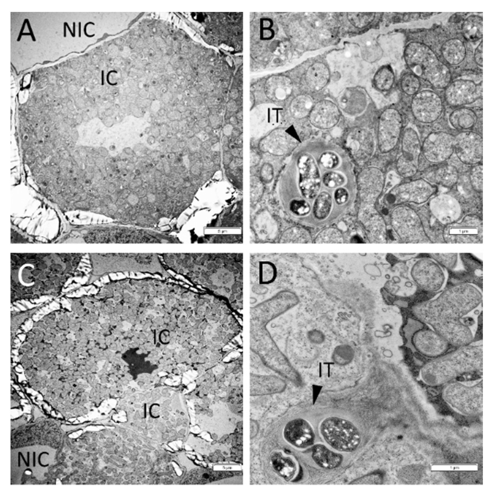 Plants 11 00056 g003