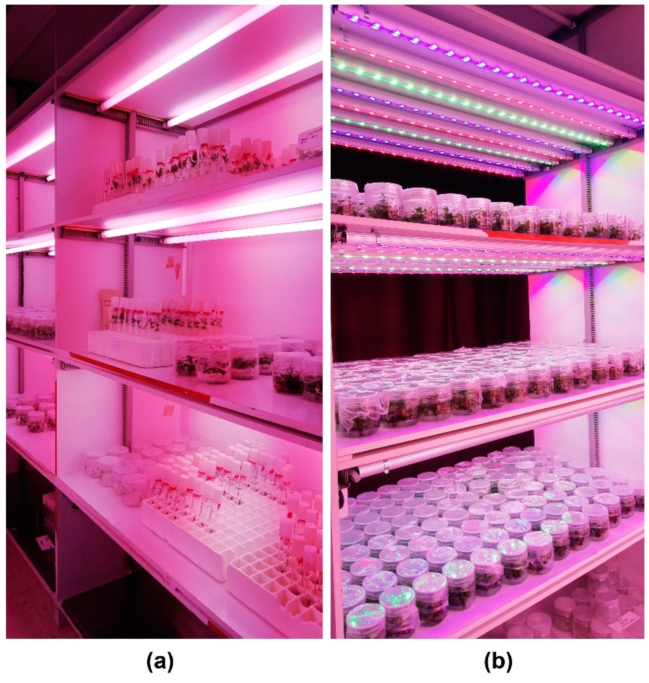 Plants 11 00060 g004 550