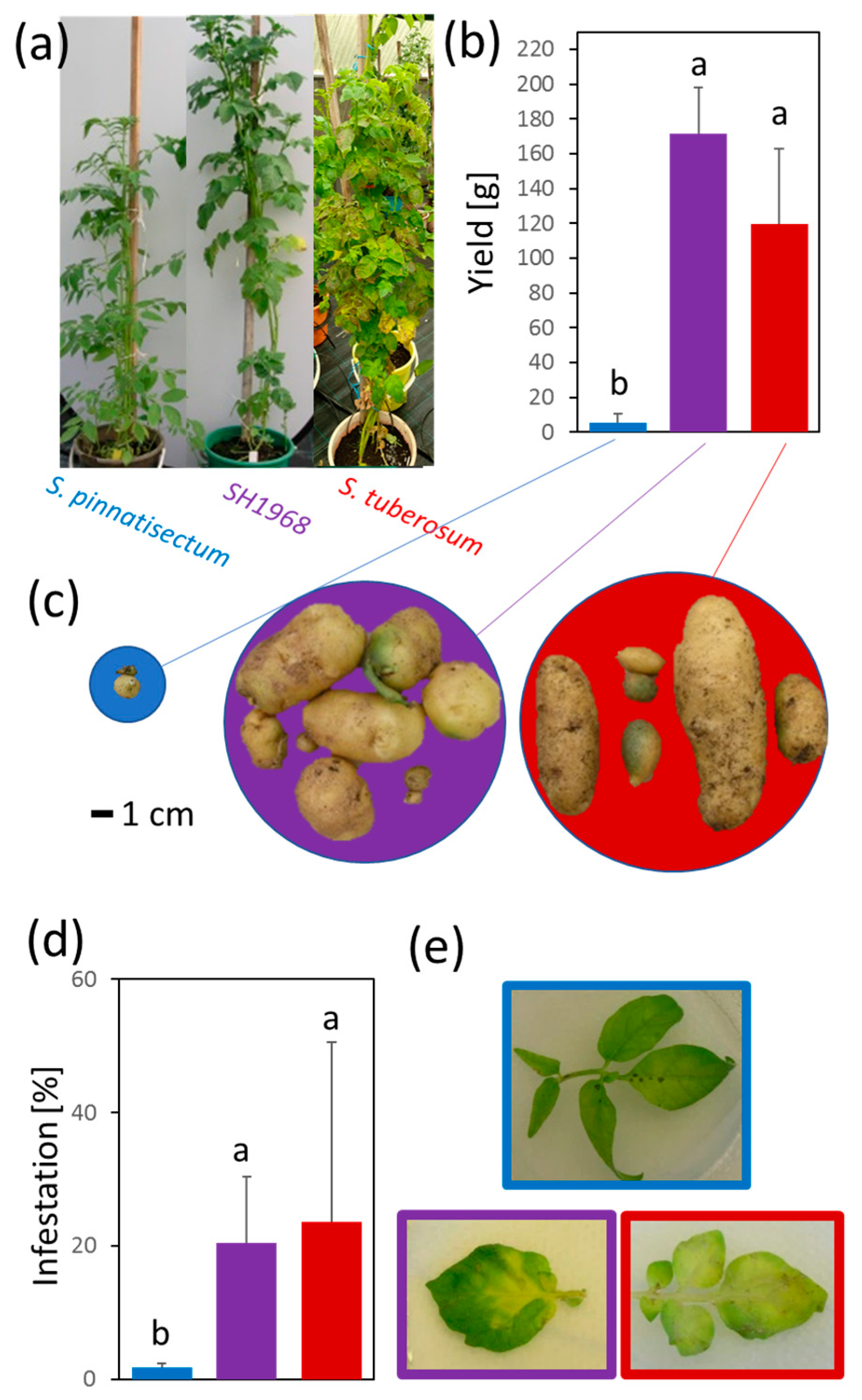 Plants 11 00061 g001