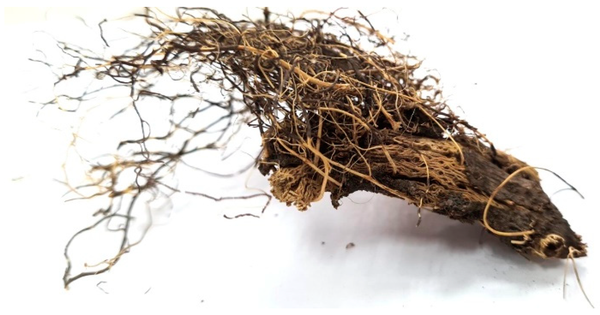 Plants 11 00064 g002