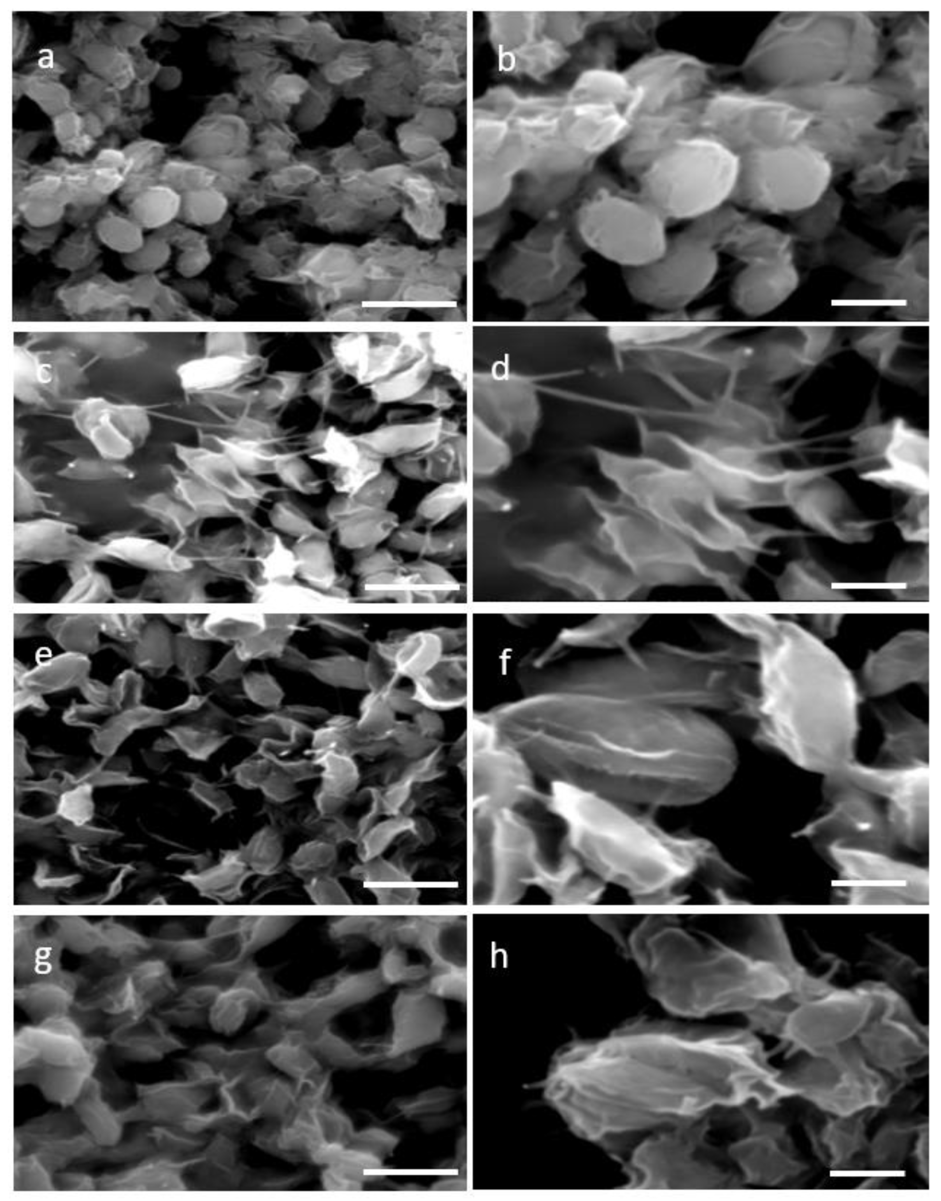 Plants 11 00072 g002