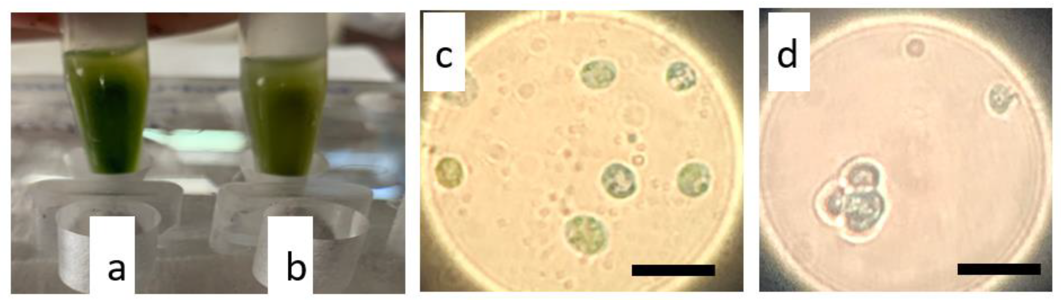 Plants 11 00072 g005