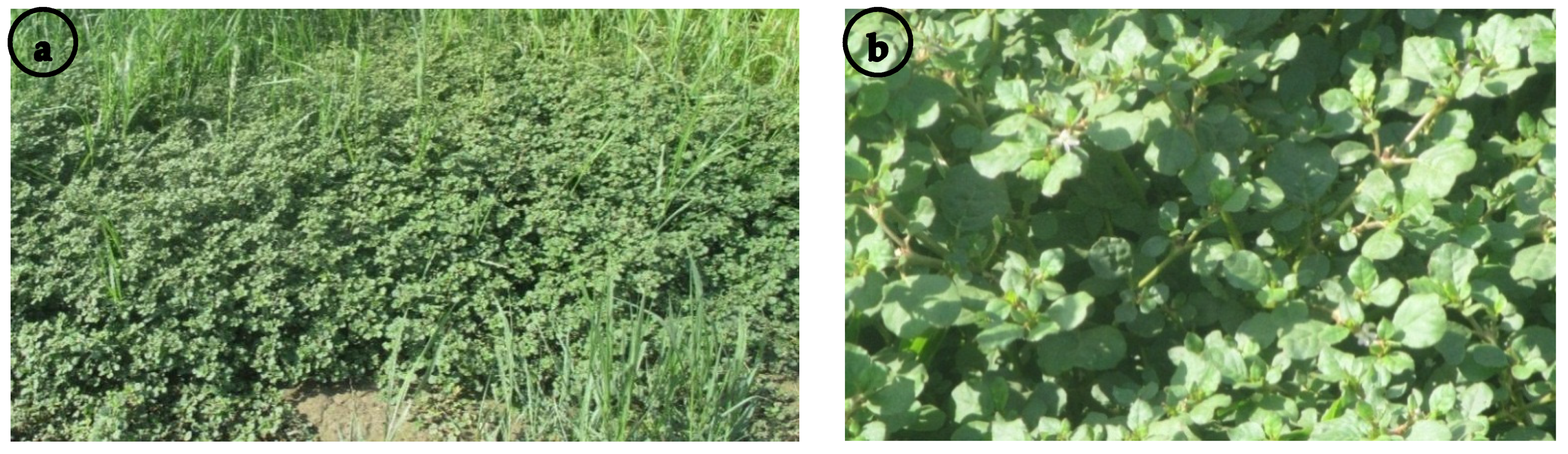 Plants 11 00077 g001