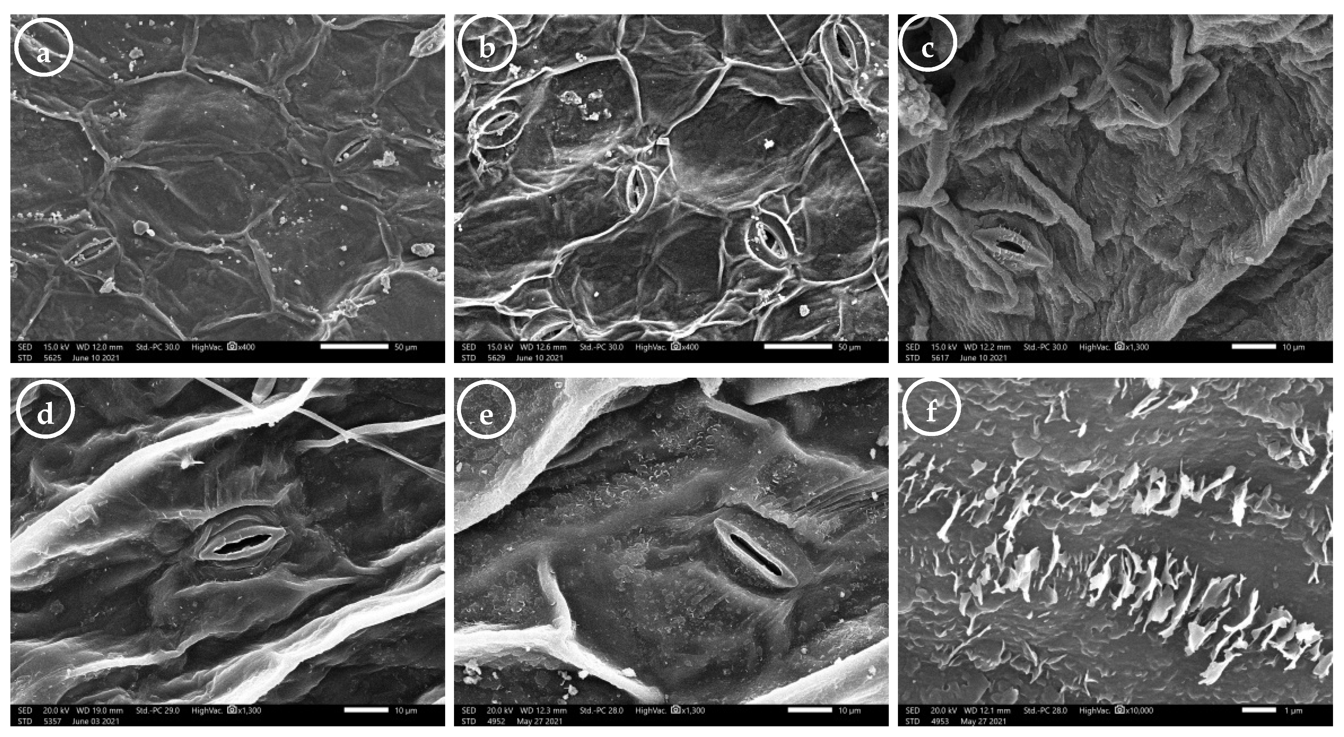 Plants 11 00077 g004