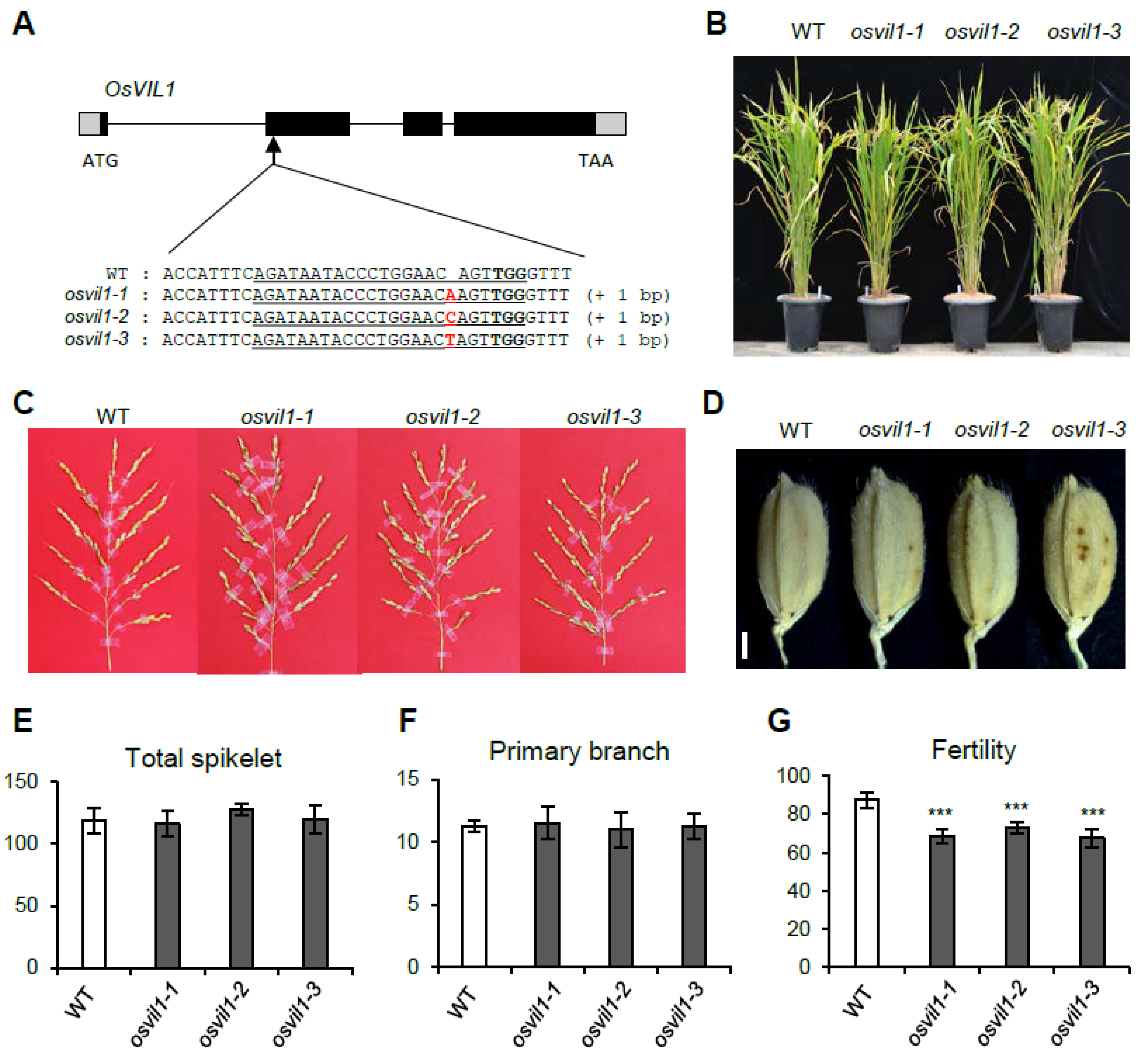 Plants 11 00083 g002