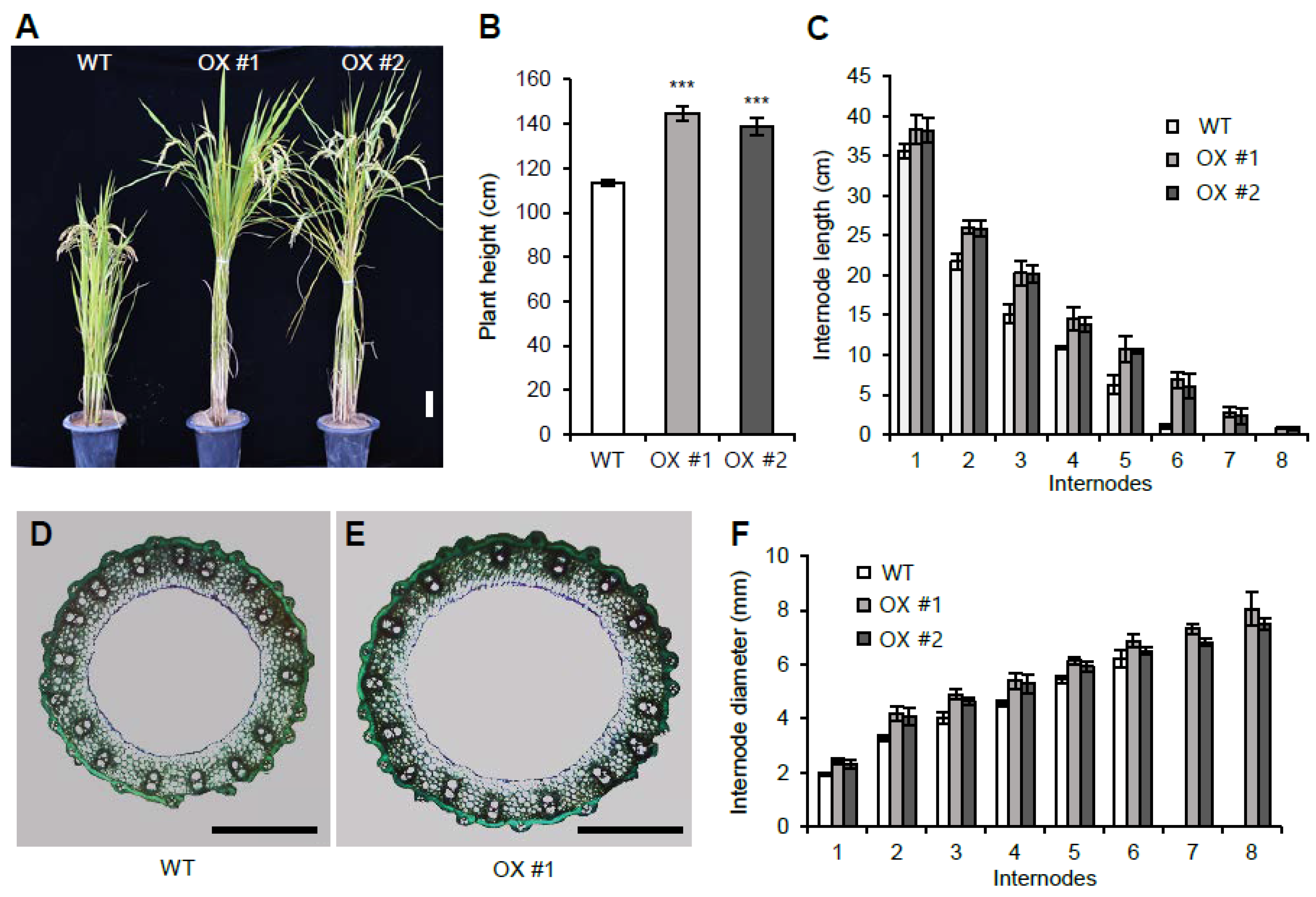 Plants 11 00083 g003