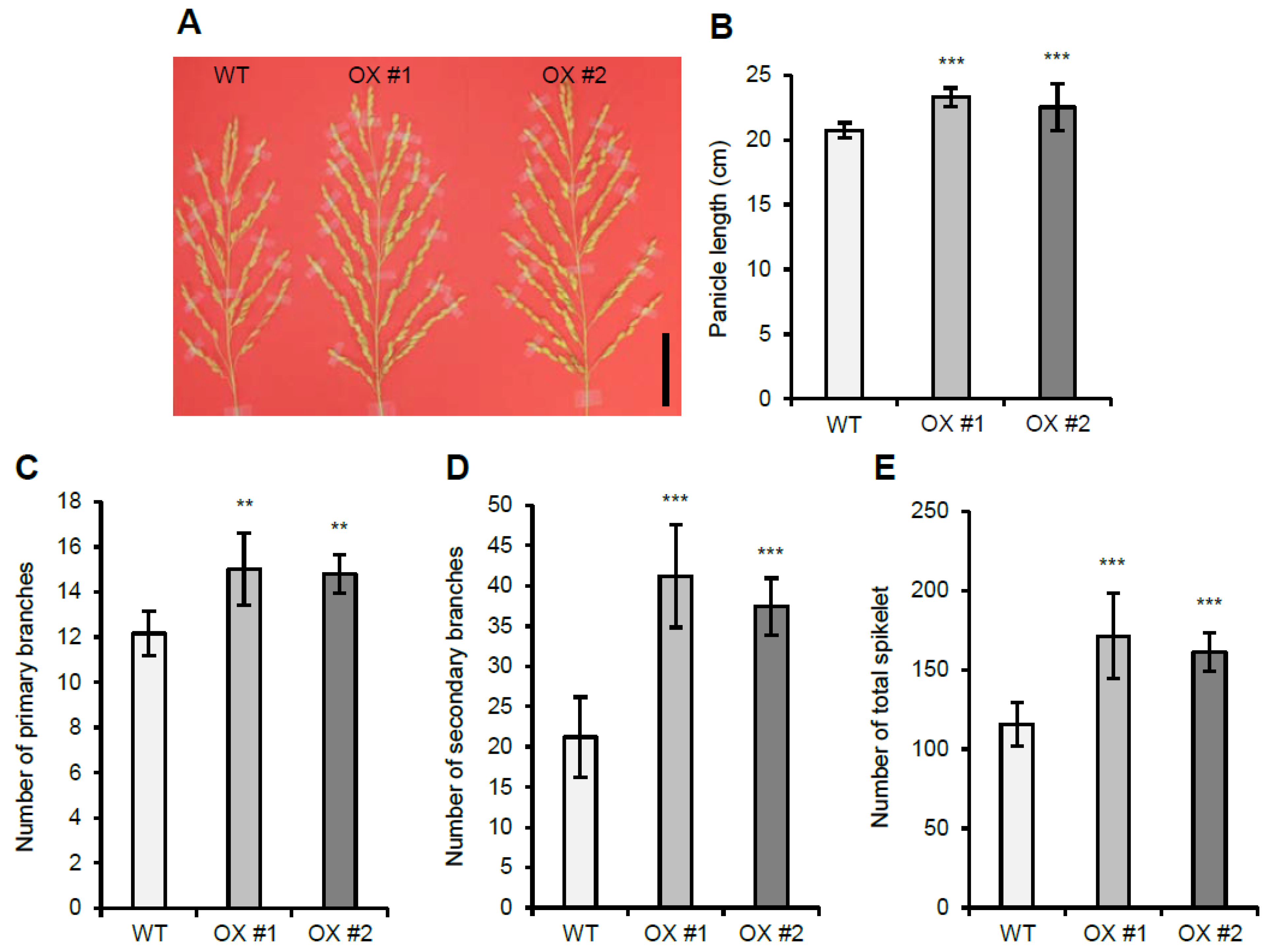 Plants 11 00083 g004