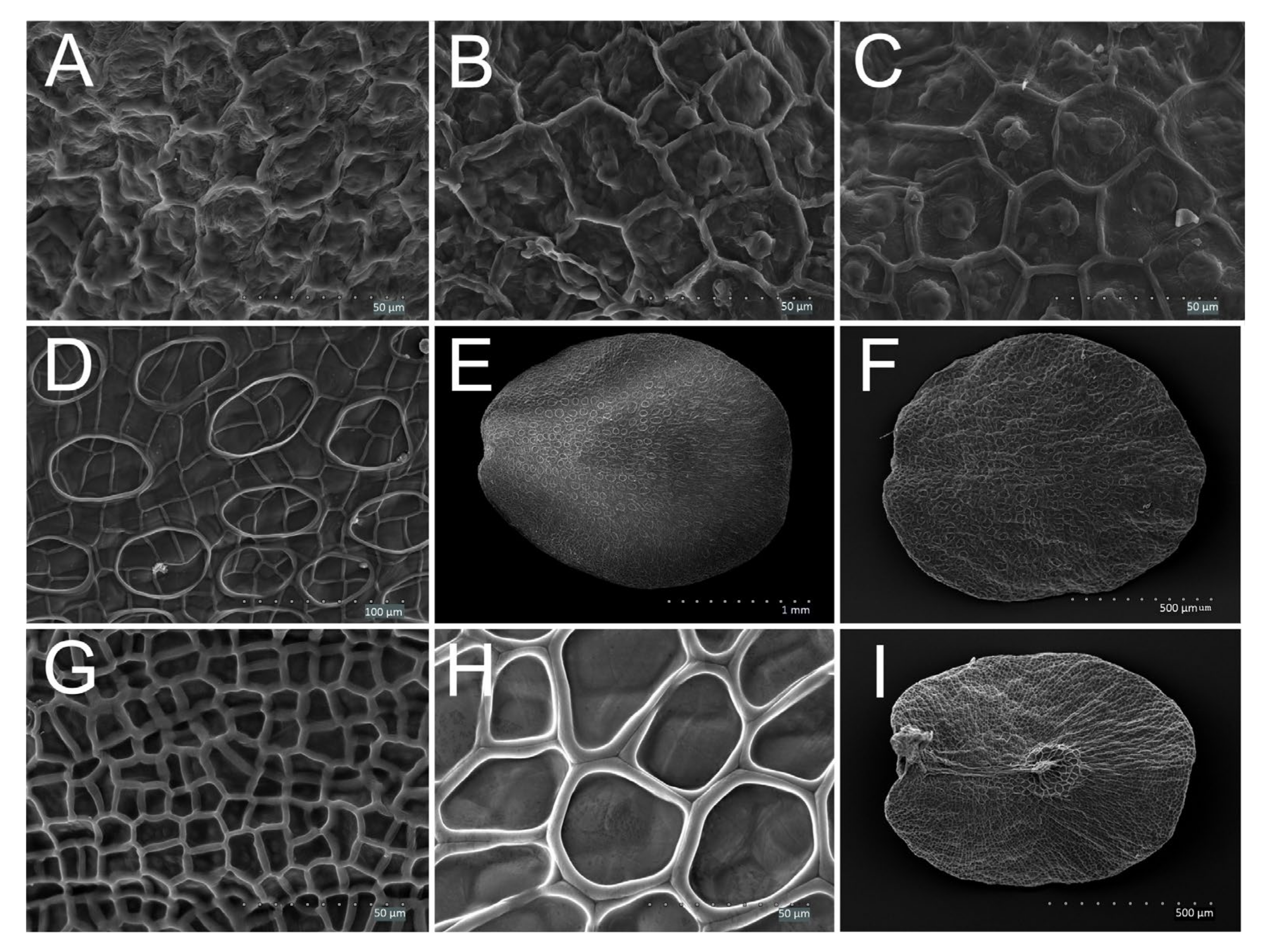 Plants 11 00088 g004 Plants 11 00088 g004