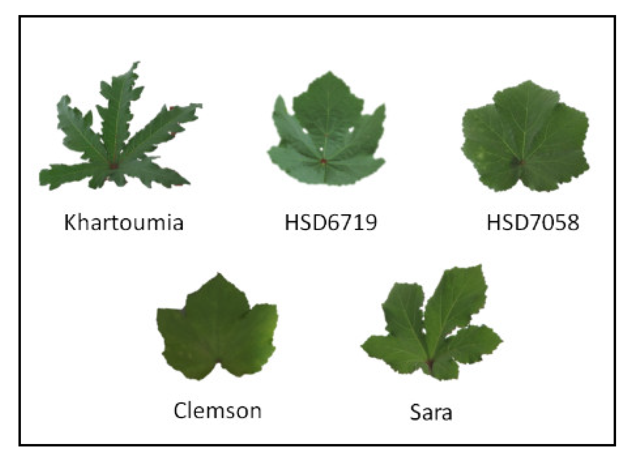 Plants | Free Full-Text | Physiological and Morphological Responses of Okra  (Abelmoschus esculentus L.) to Rhizoglomus irregulare Inoculation under  Ample Water and Drought Stress Conditions Are Cultivar Dependent