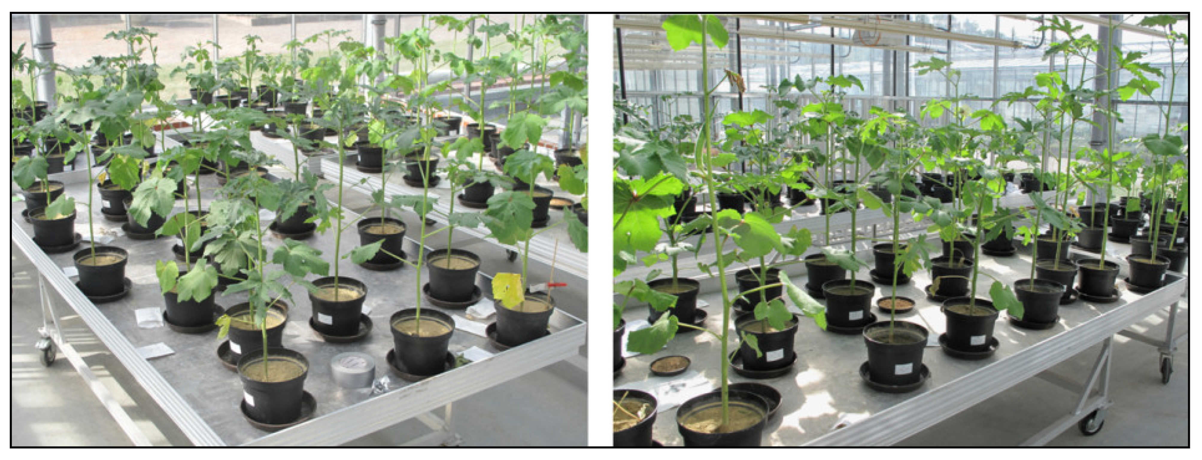 Plants 11 00089 g0a2