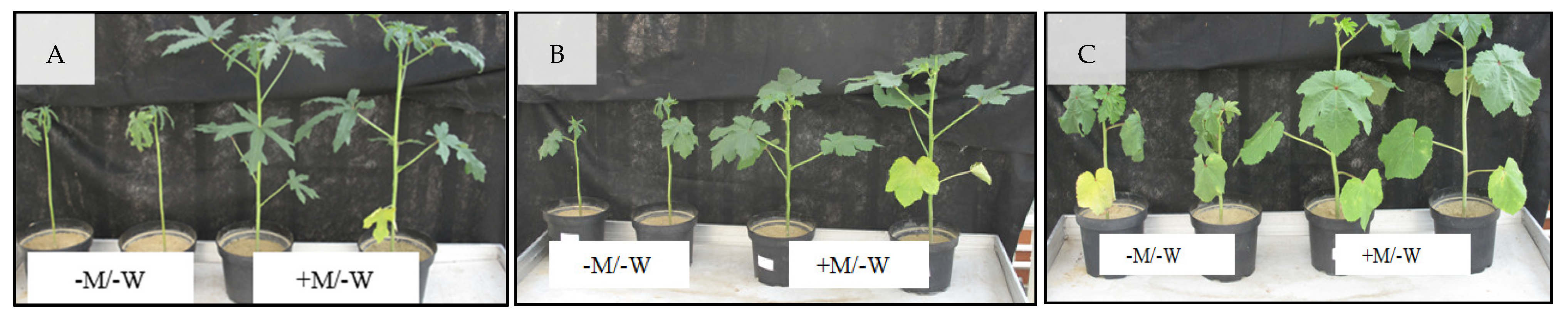 Plants 11 00089 g0a3