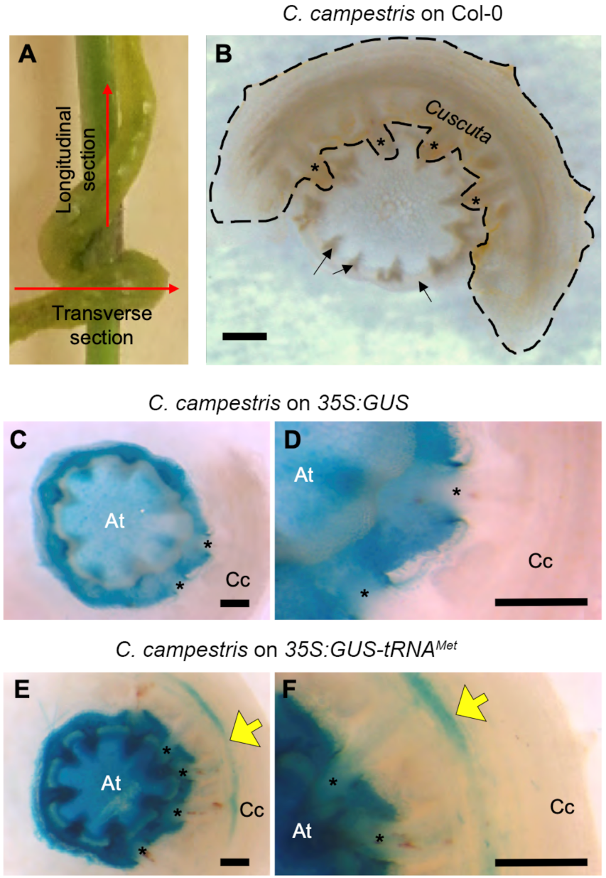 Plants 11 00093 g001