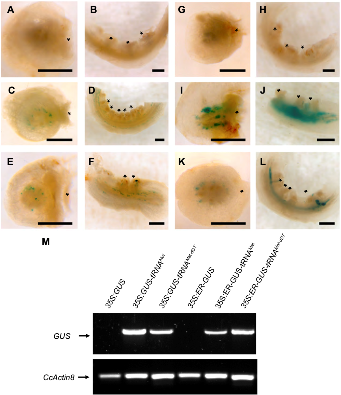 Plants 11 00093 g002