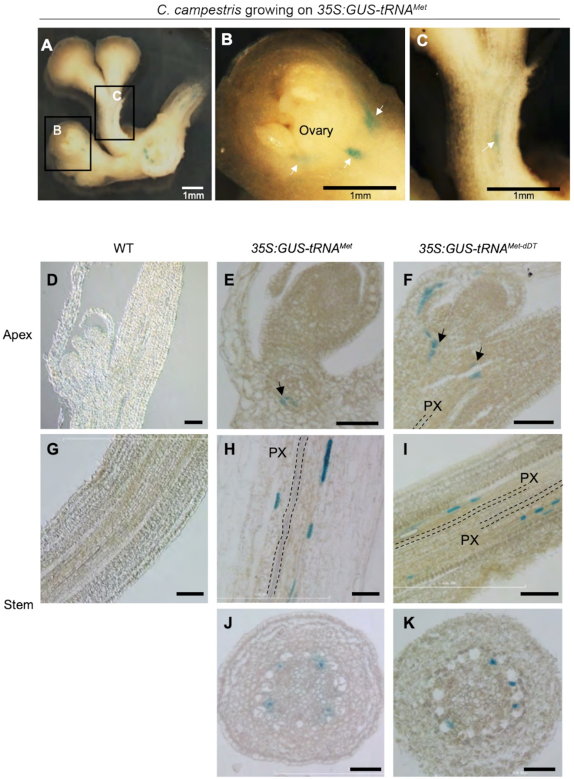 Plants 11 00093 g003