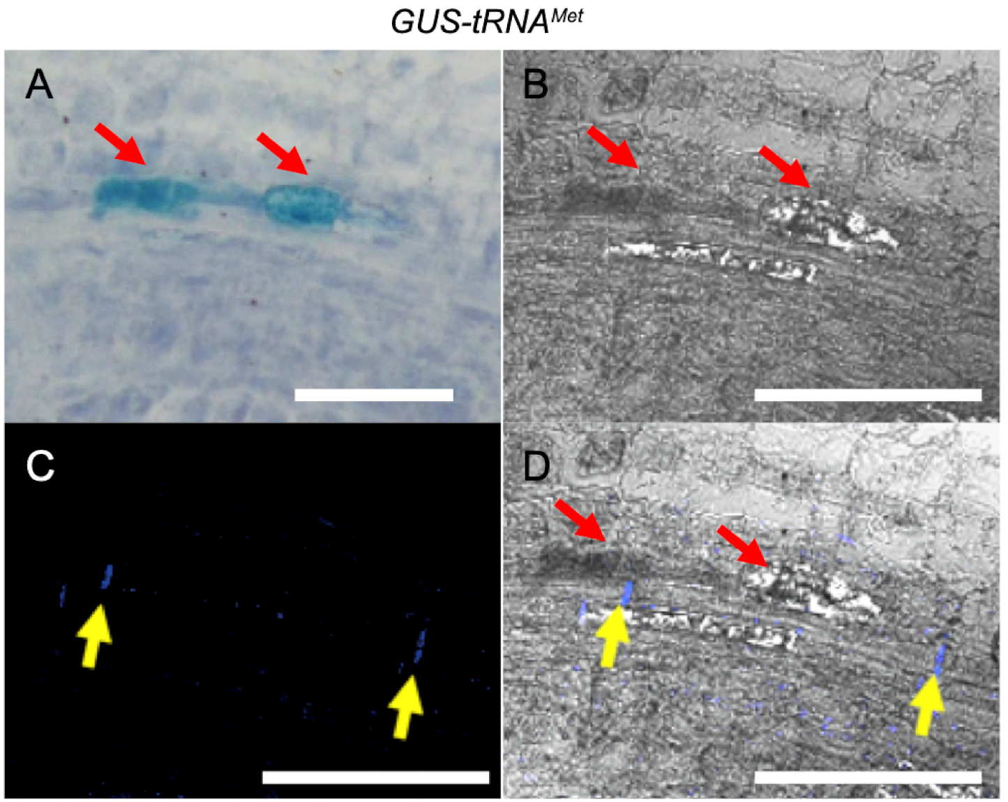 Plants 11 00093 g004