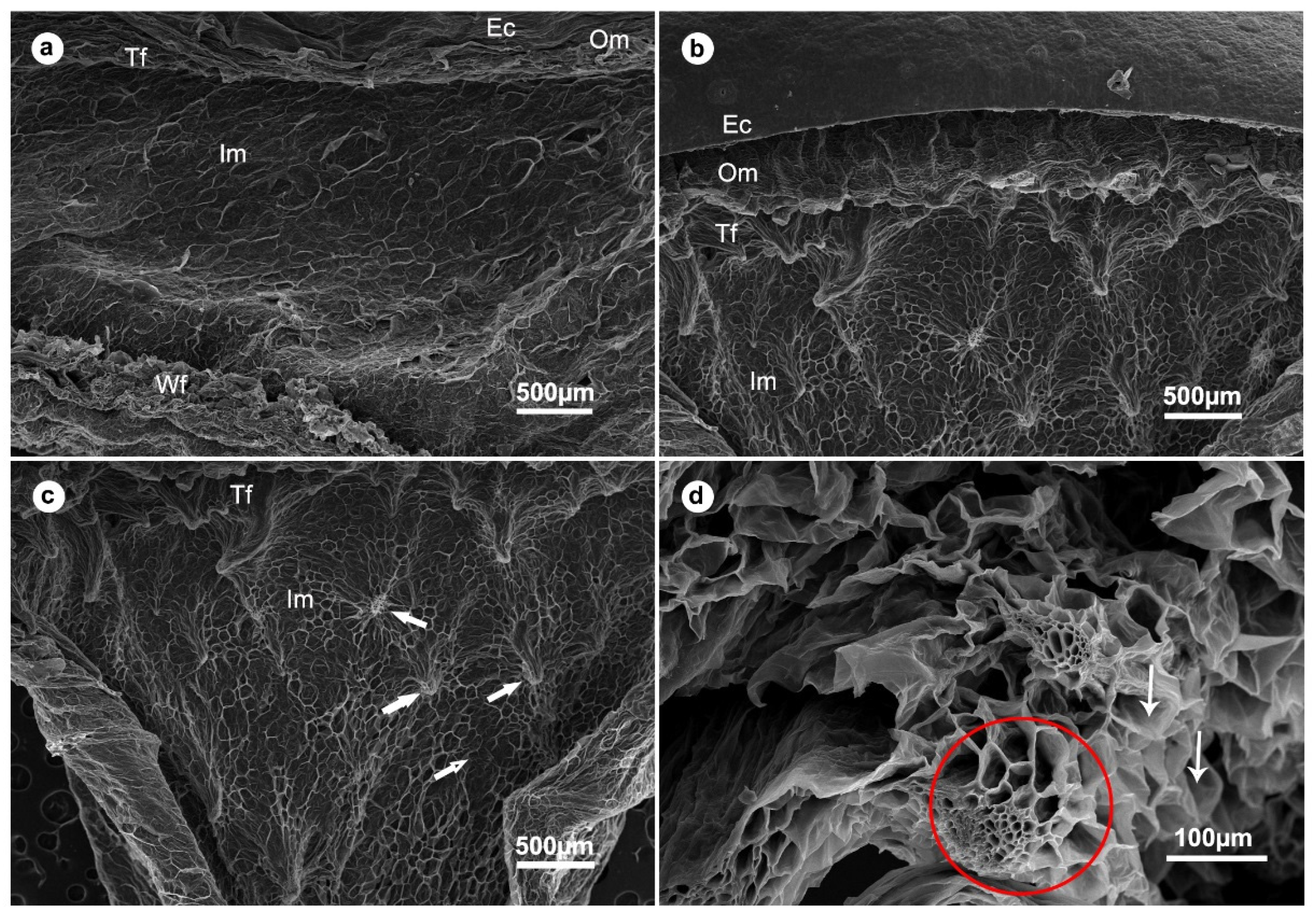 Plants 11 00096 g003 550