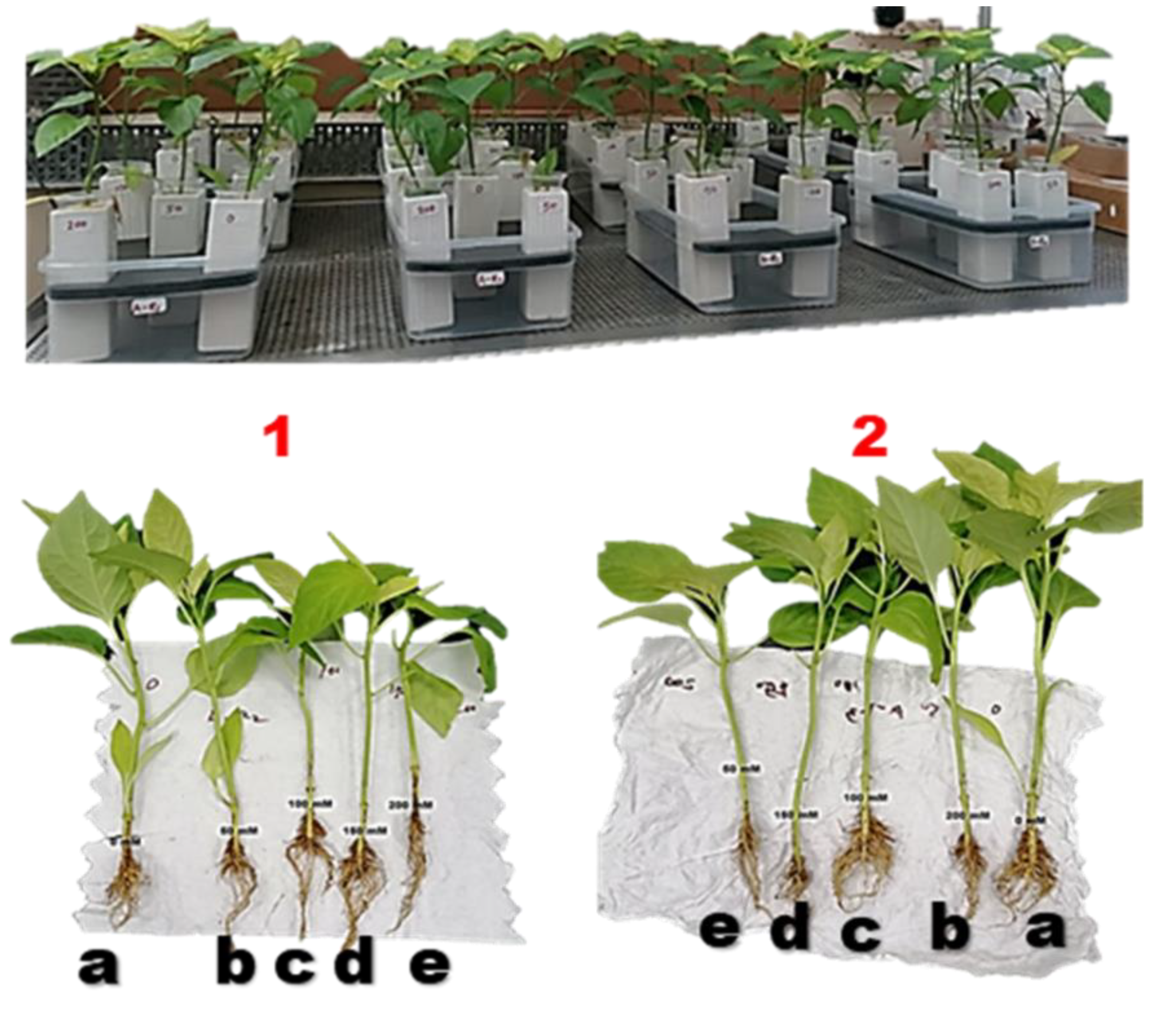 Plants 11 00104 g005