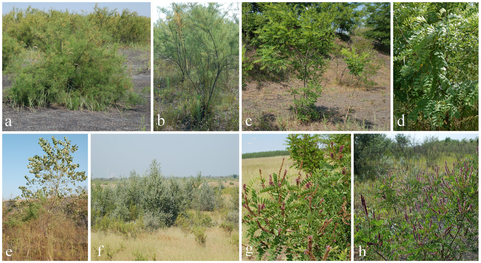 Plants 11 00110 g005 Plants 11 00110 g005