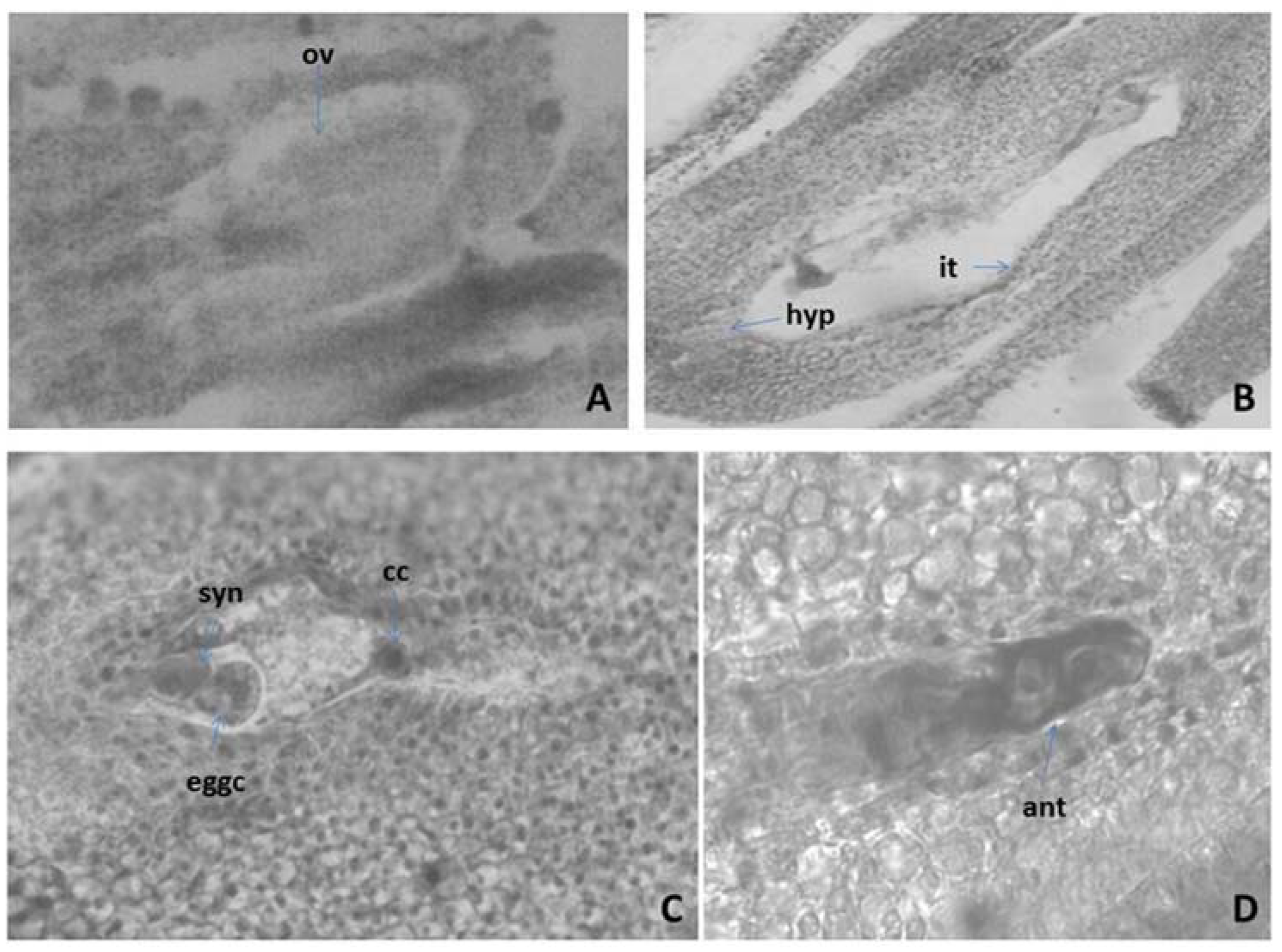 Plants 11 00114 g002