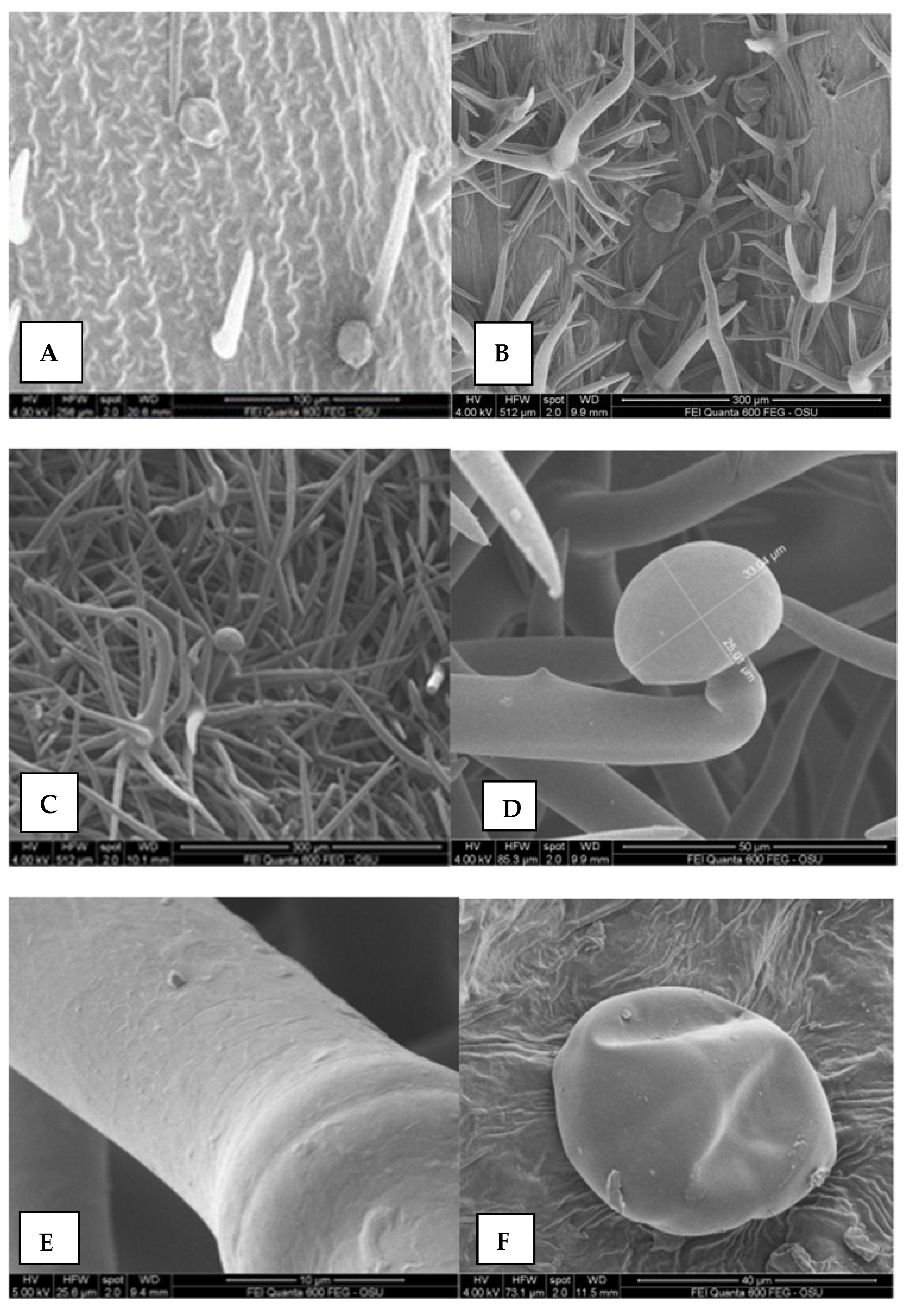 Plants 11 00114 g005a