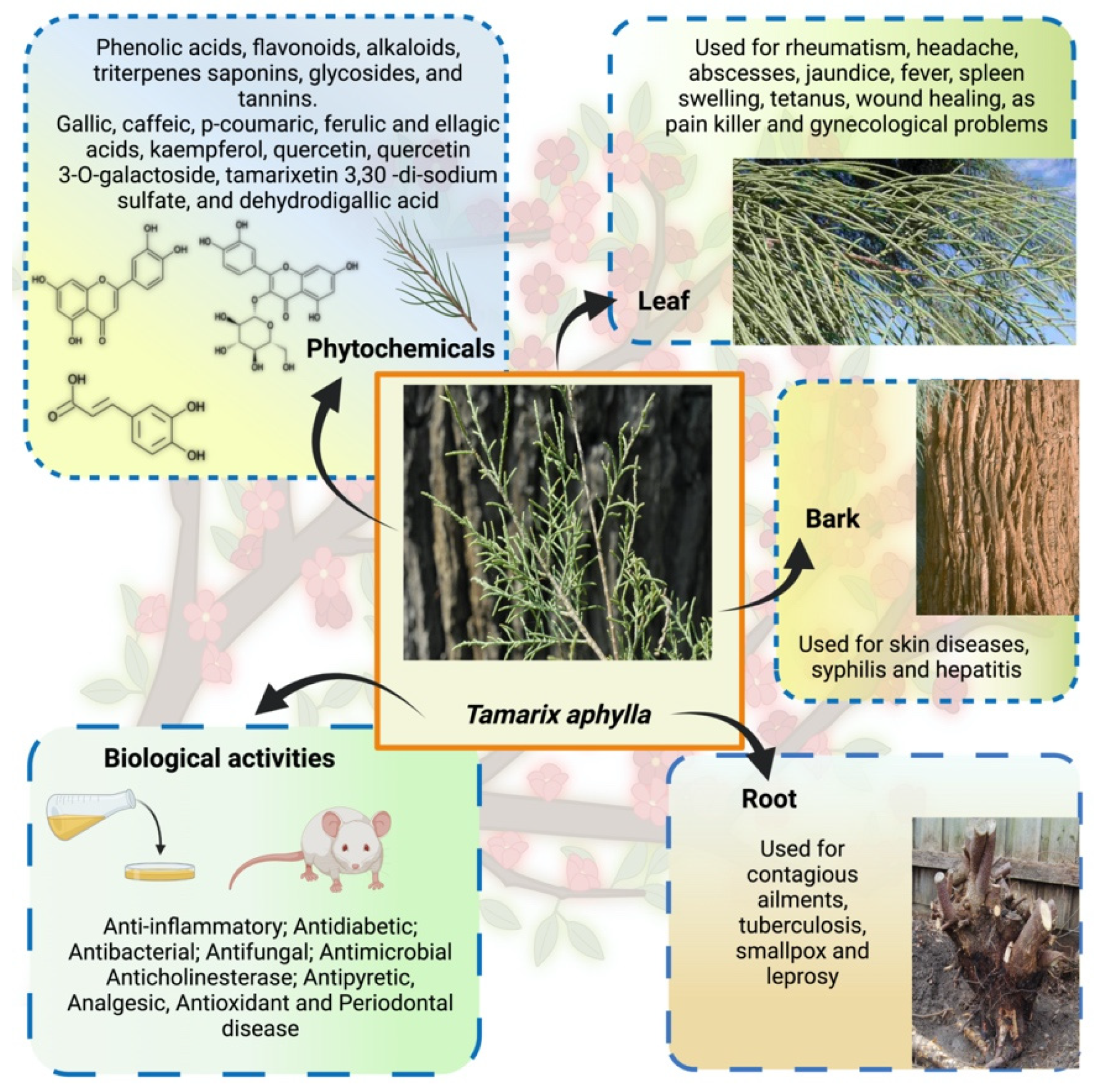 Plants 11 00118 g001