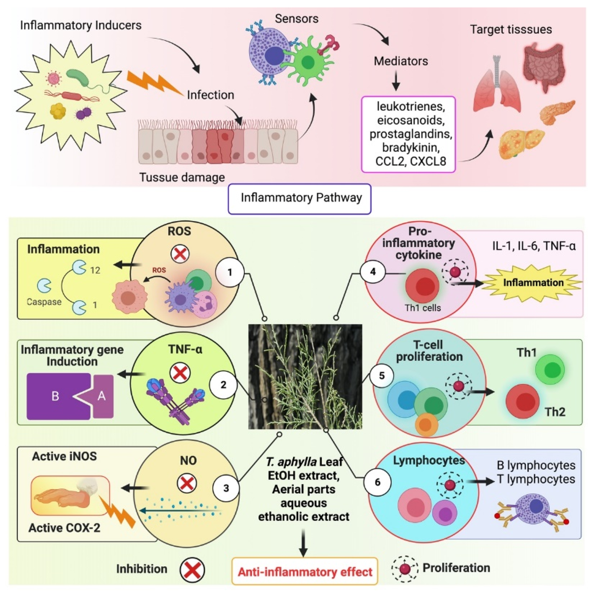 Plants 11 00118 g002
