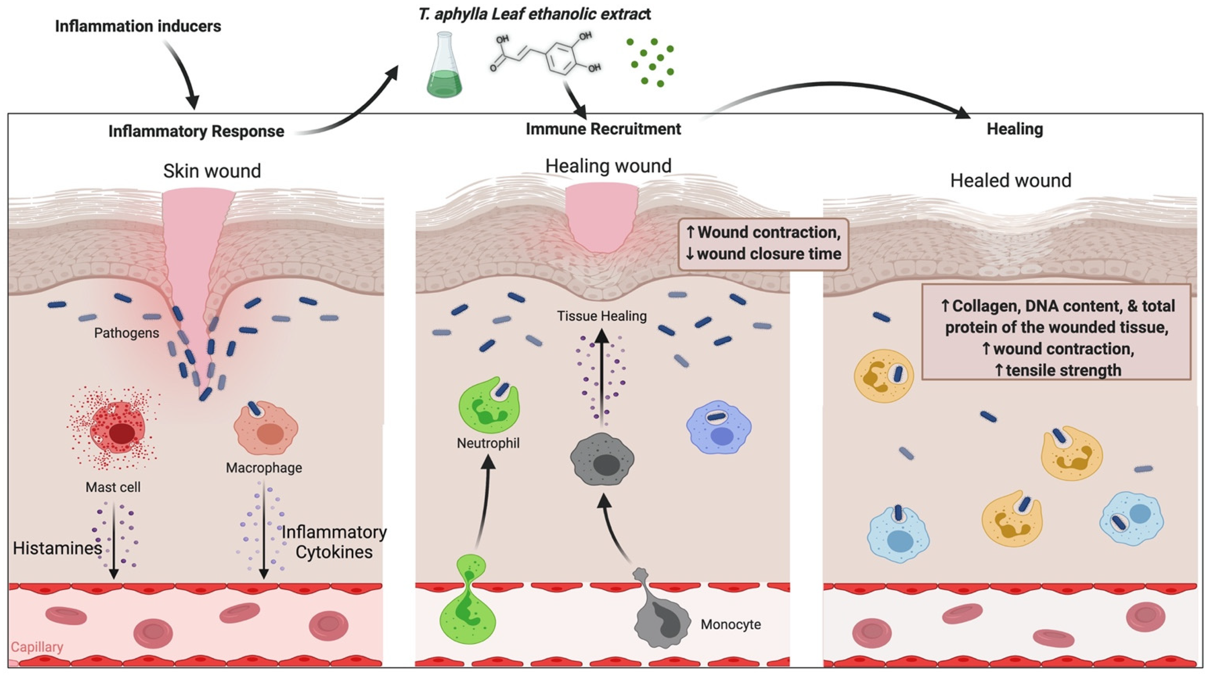 Plants 11 00118 g003
