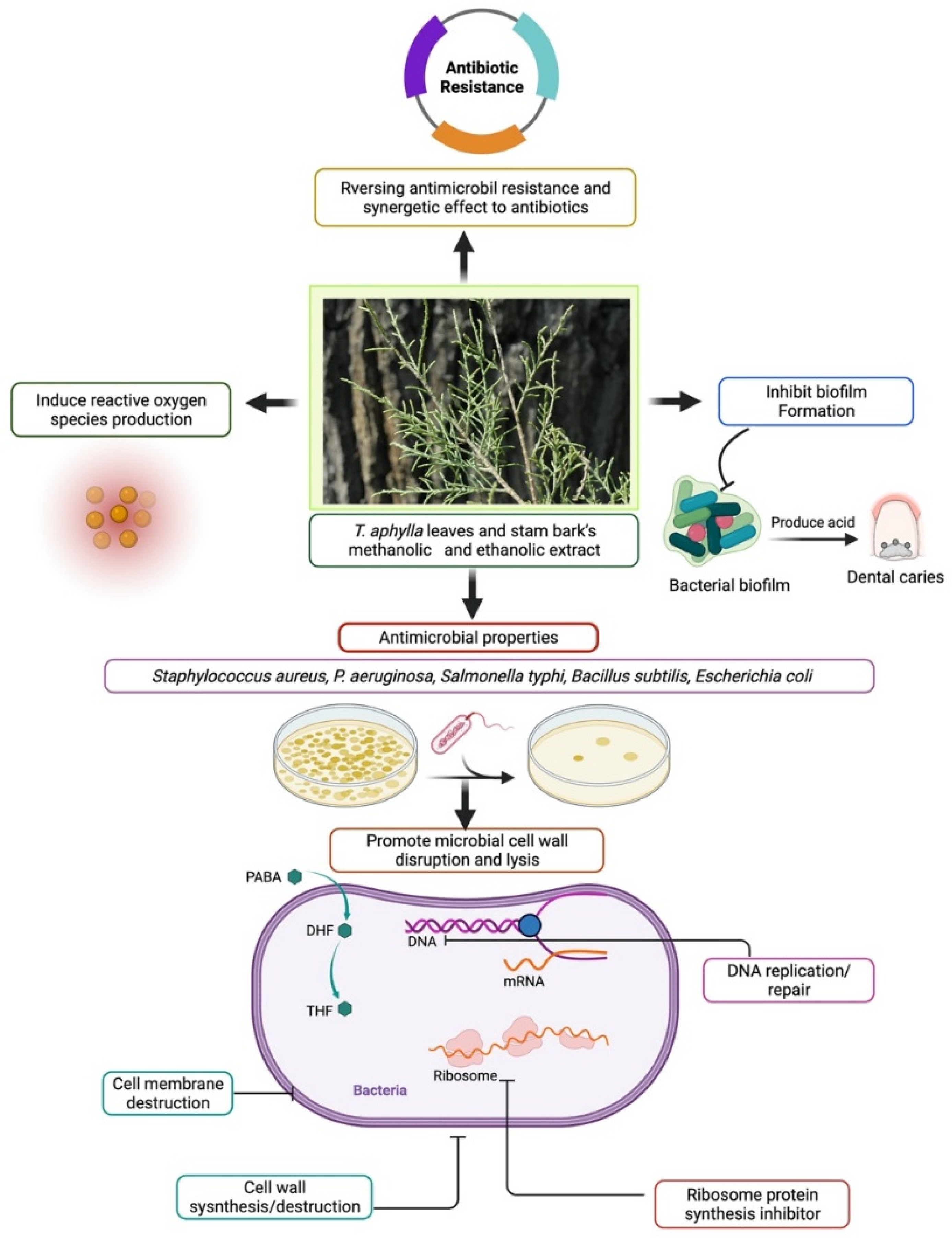 Plants 11 00118 g004