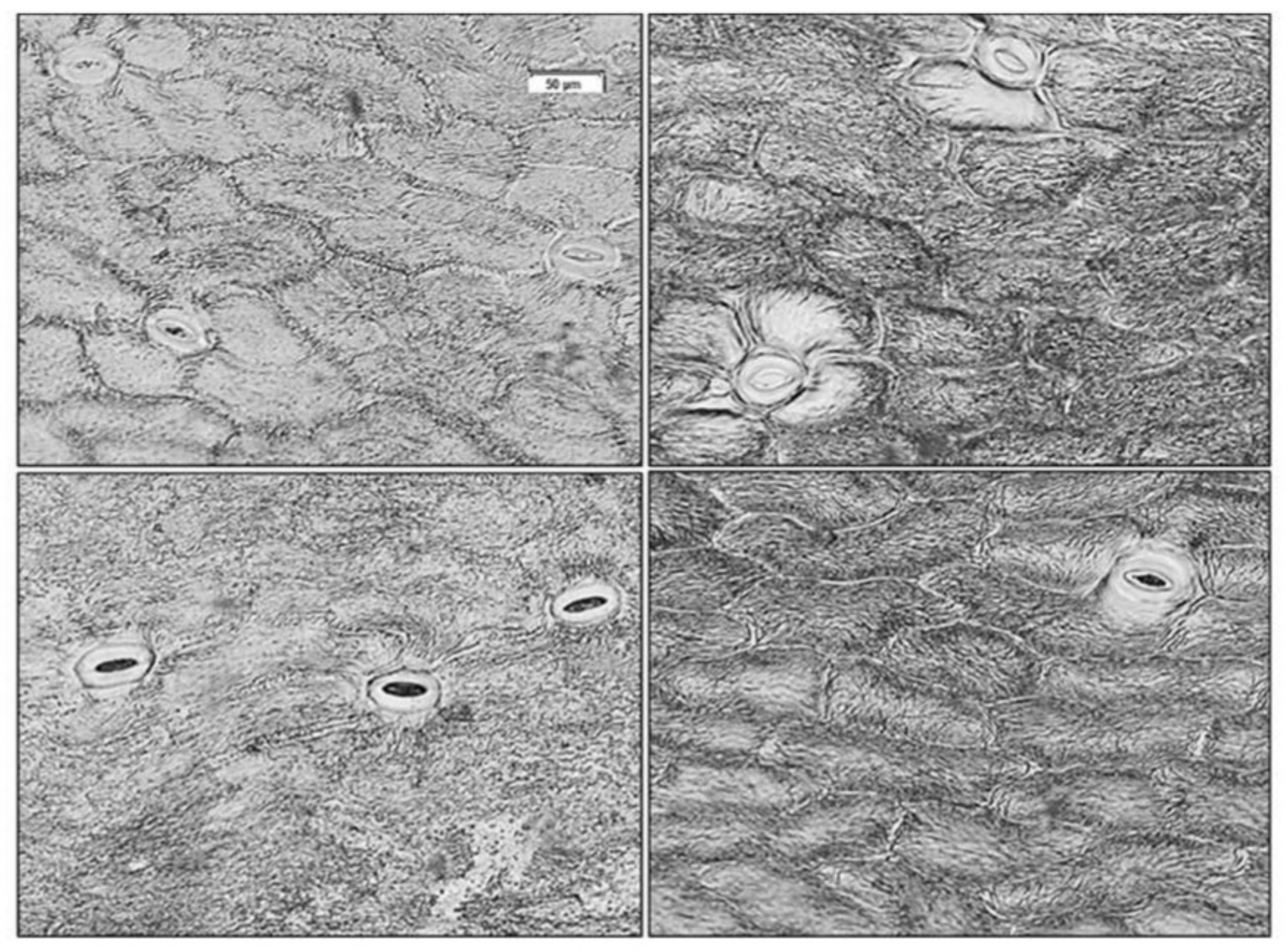 Plants 11 00119 g001