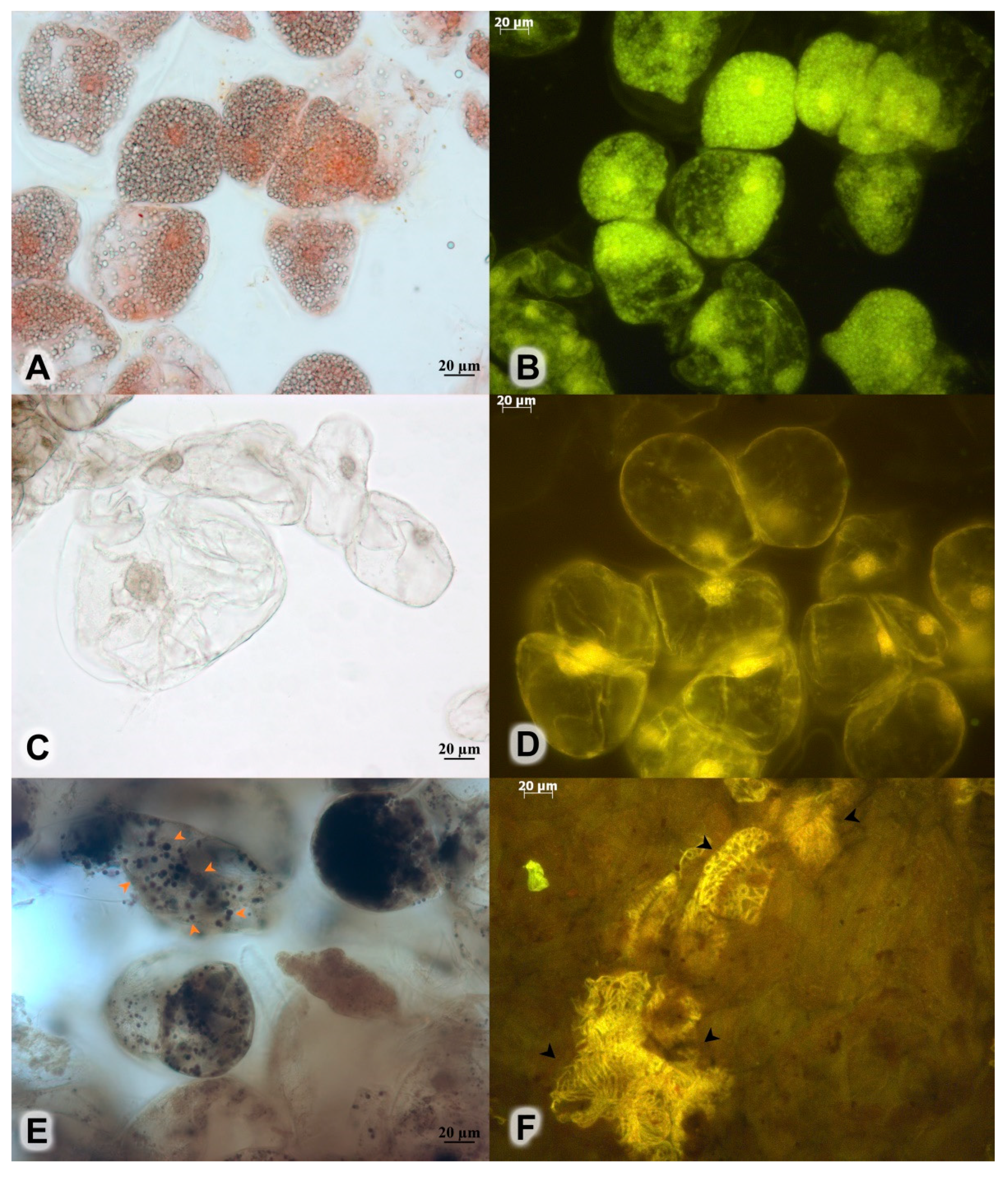 Plants 11 00124 g002 550