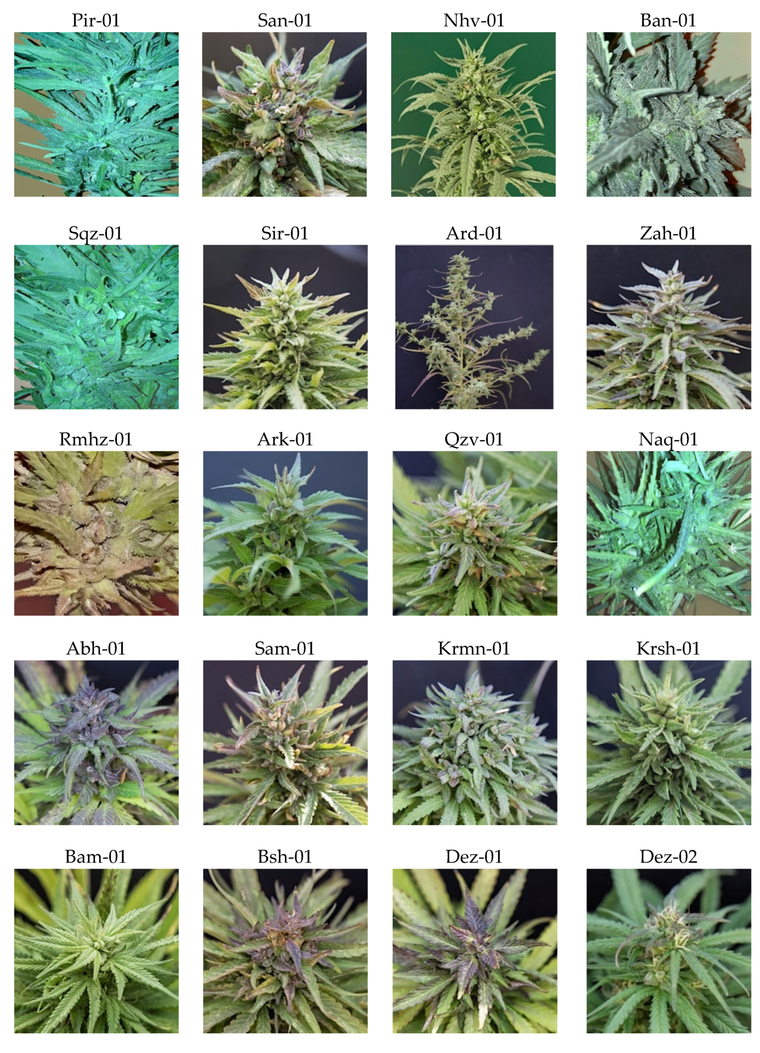 Plants 11 00129 g001 550