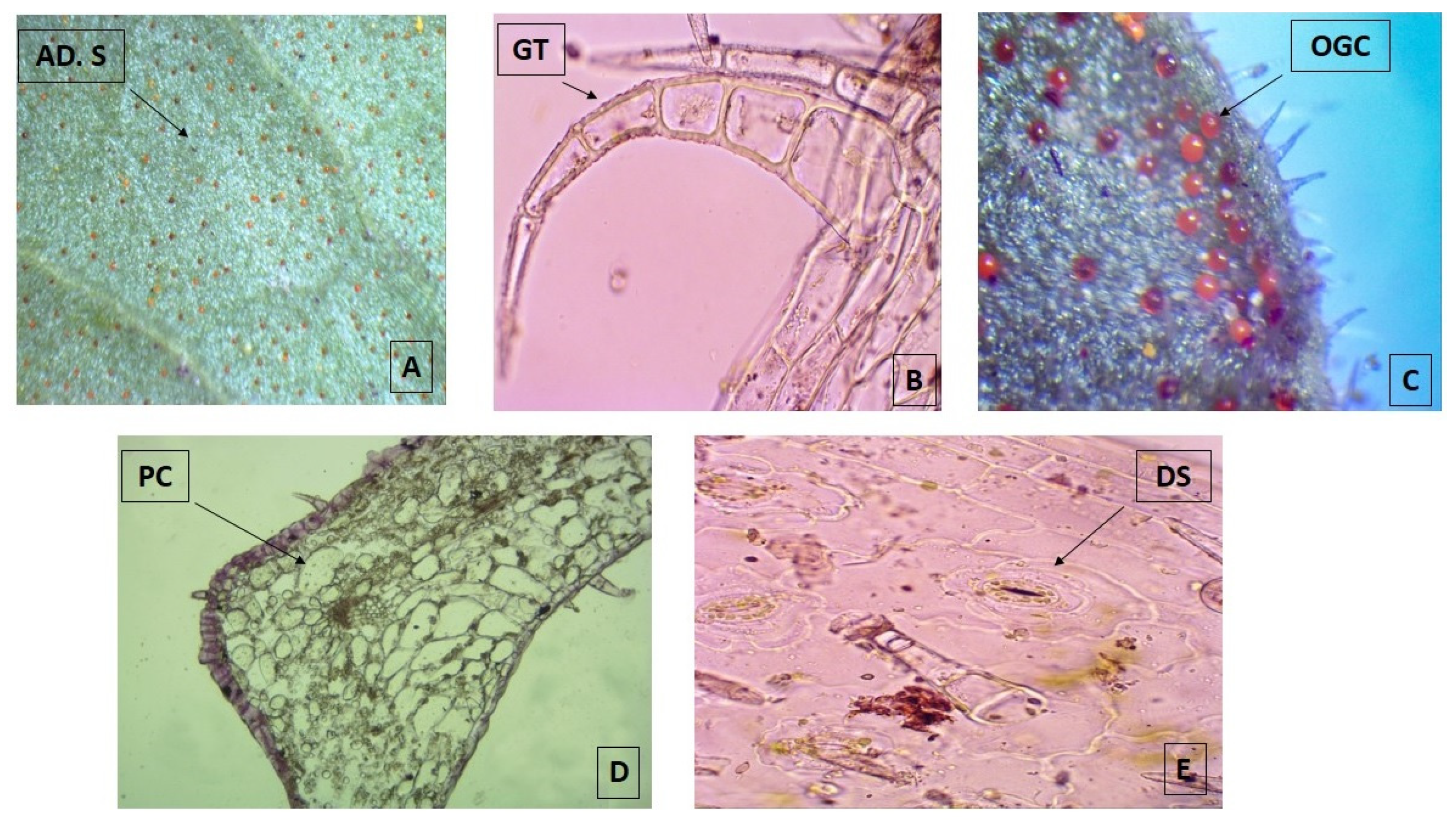 Plants 11 00134 g001