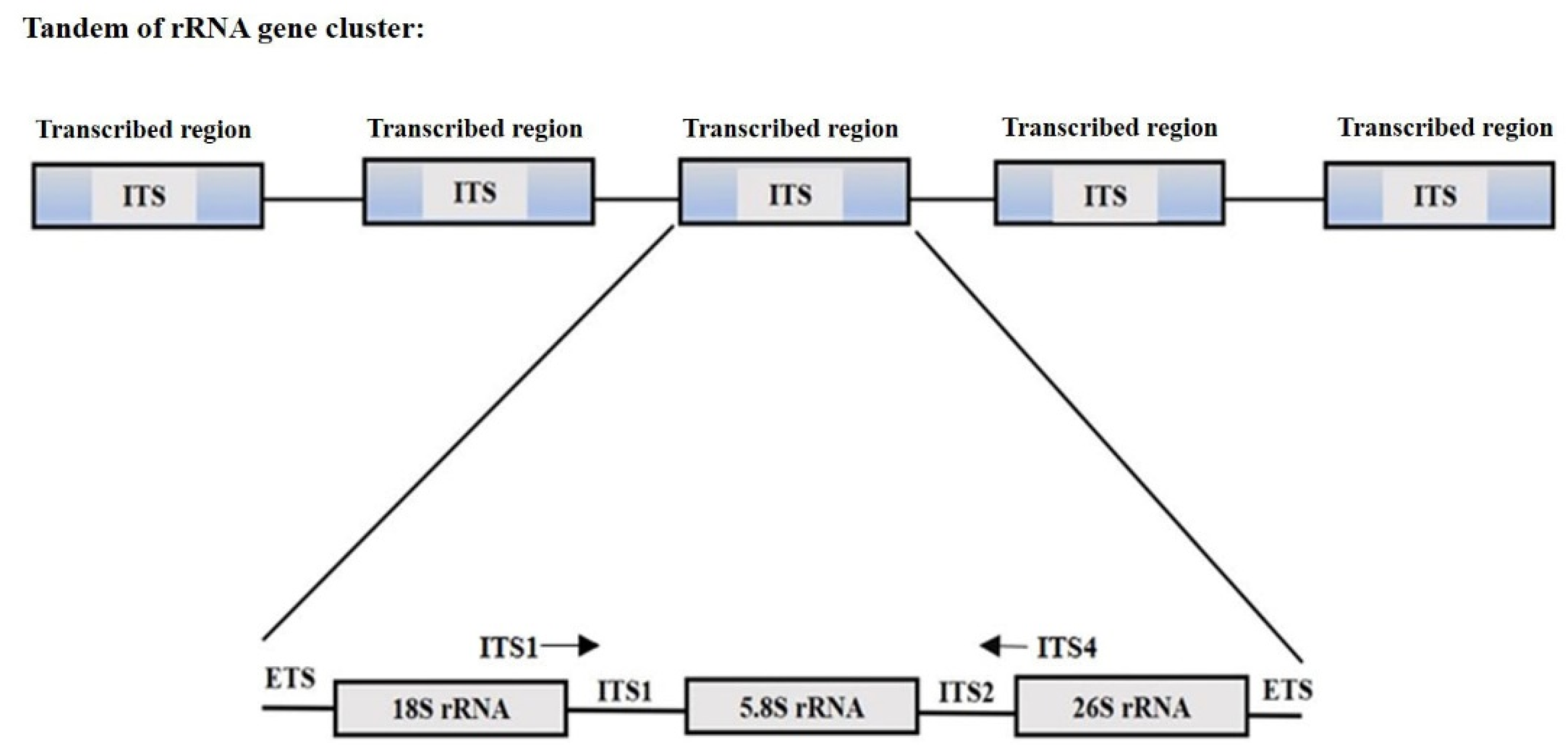 Plants 11 00137 g001