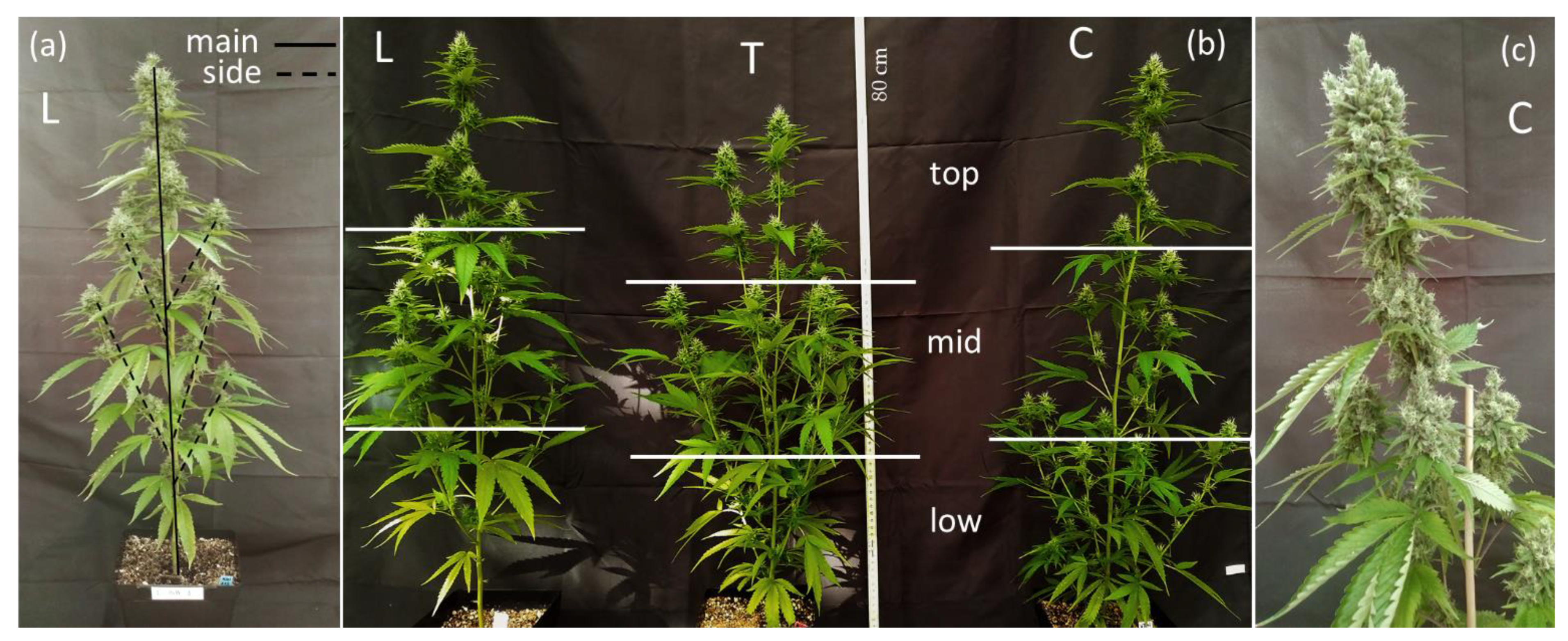 Plants 11 00140 g001 550