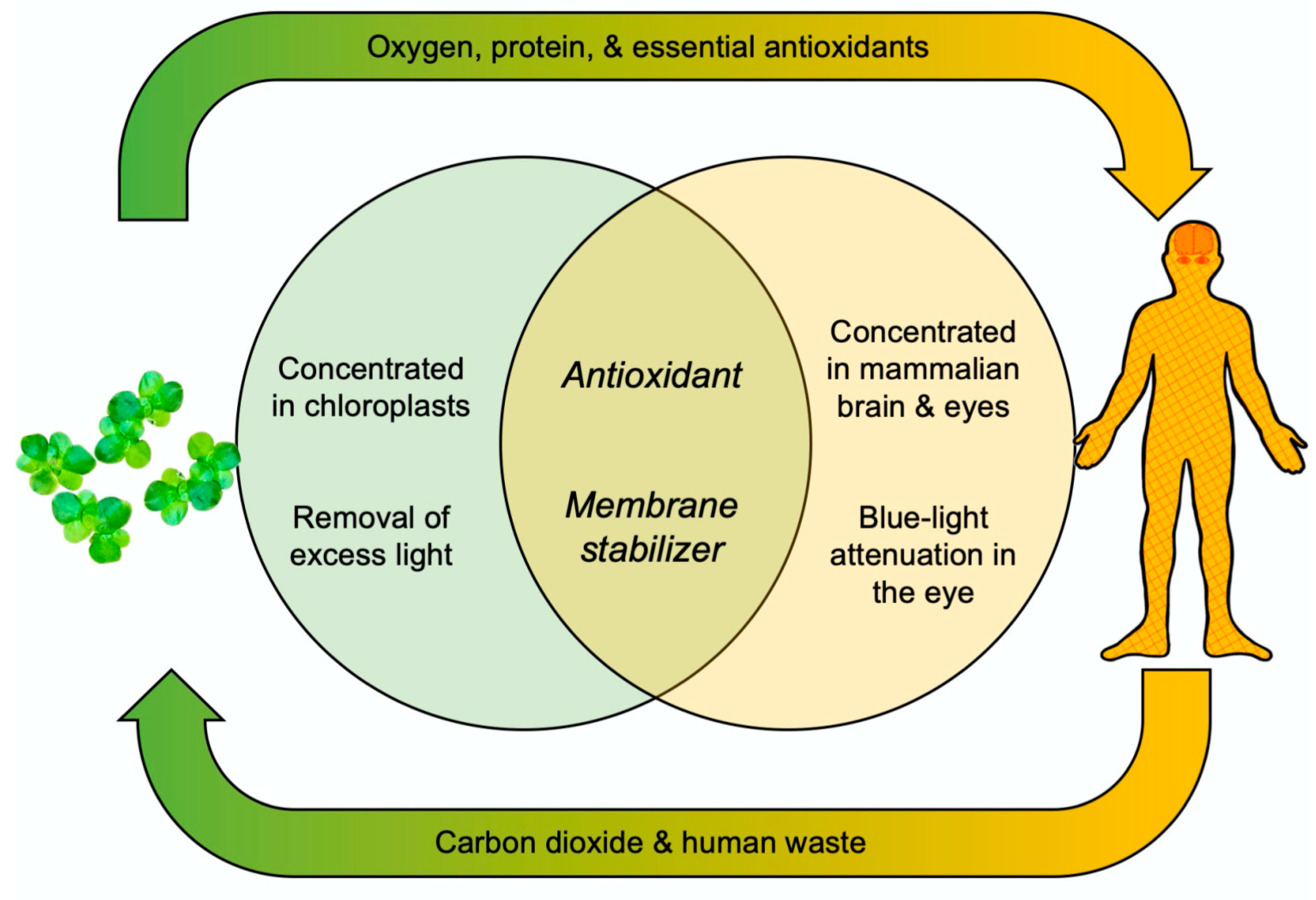 Plants 11 00145 g002 Plants 11 00145 g002