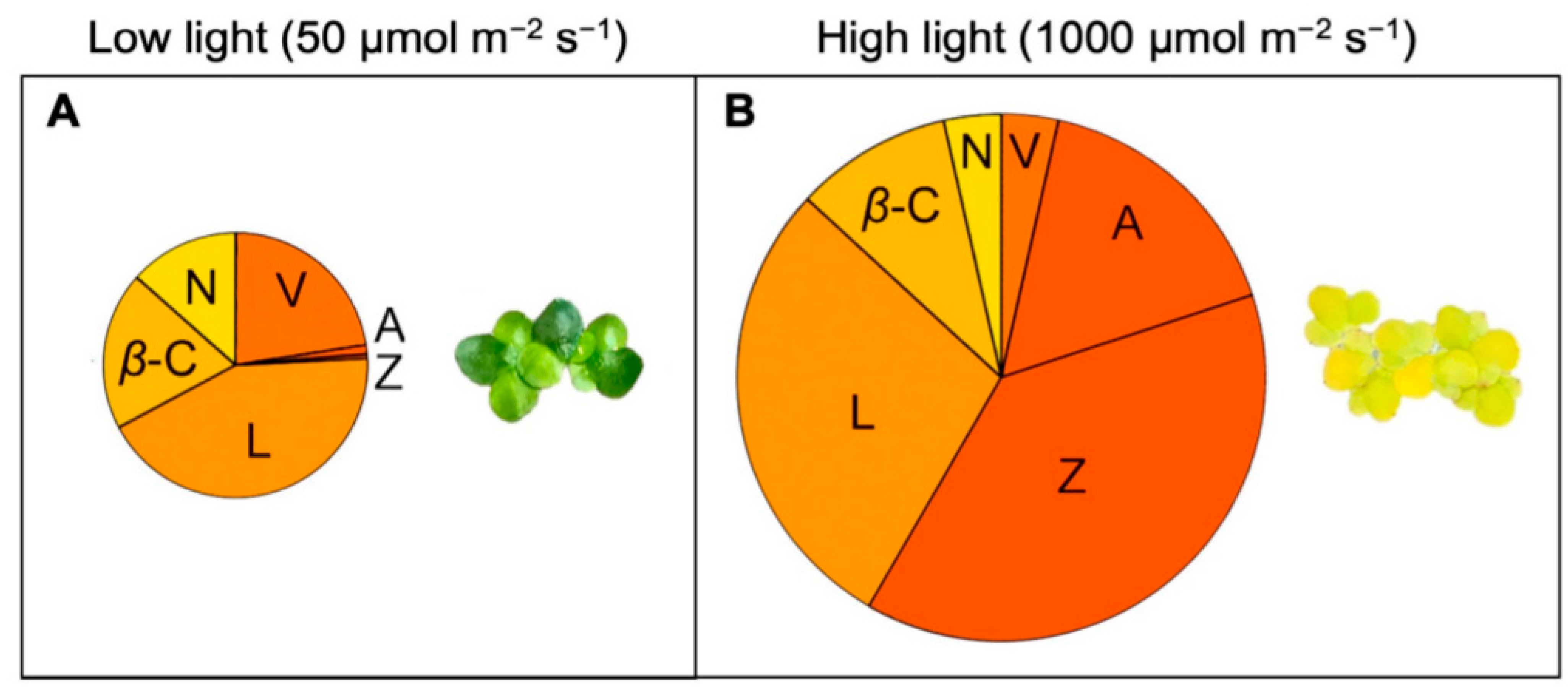 Plants 11 00145 g004 Plants 11 00145 g004