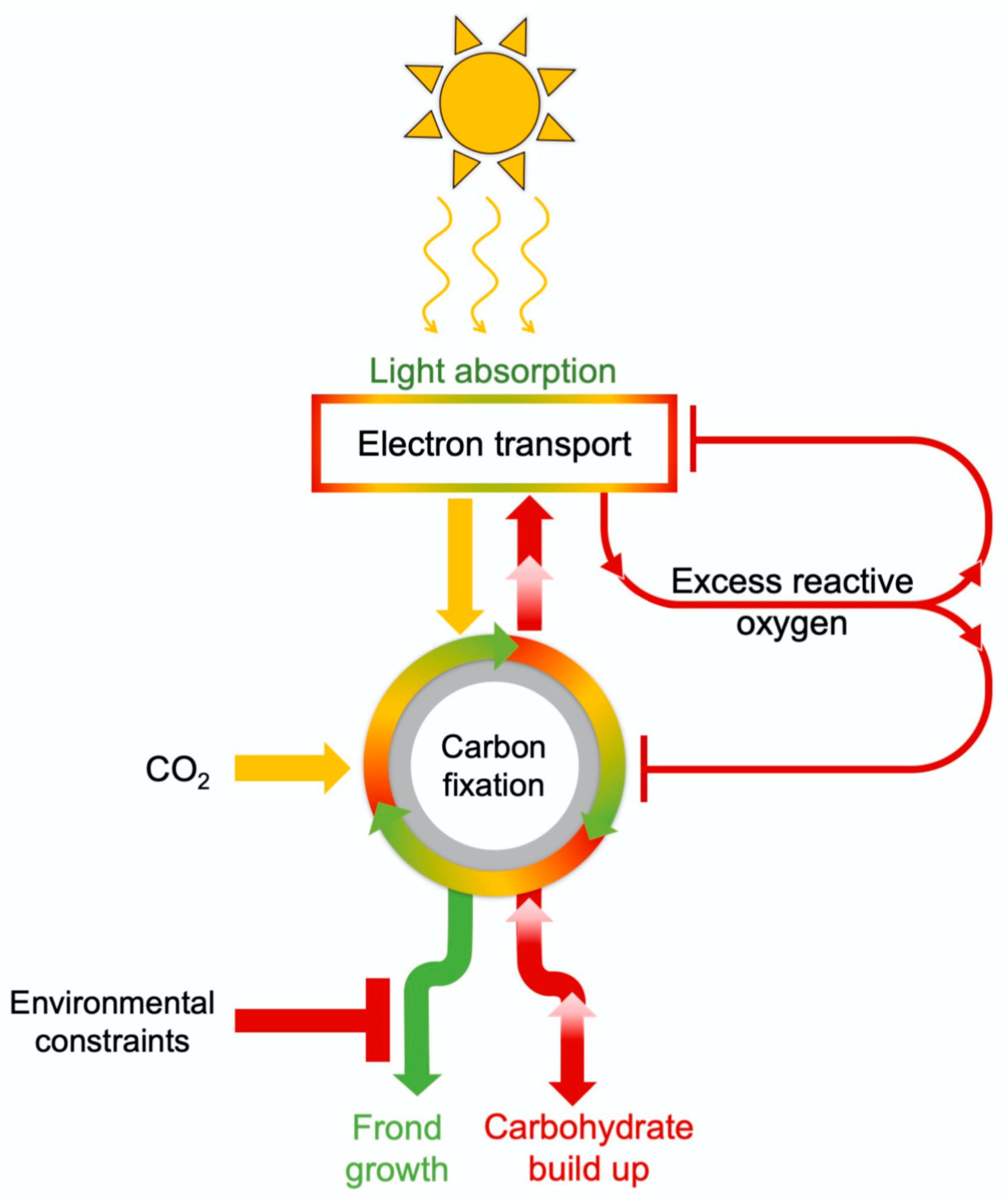 Plants 11 00145 g006 Plants 11 00145 g006