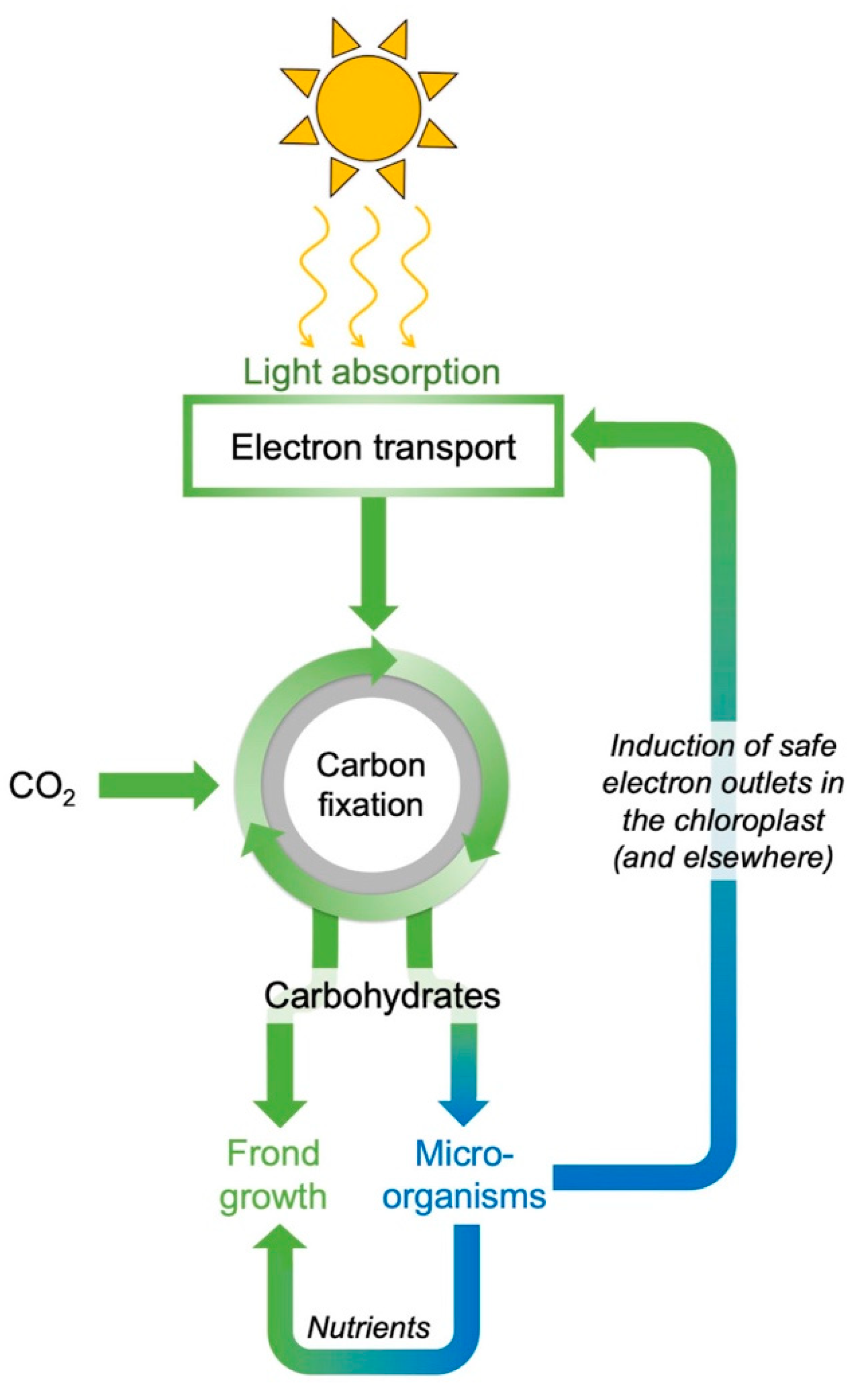 Plants 11 00145 g010 Plants 11 00145 g010