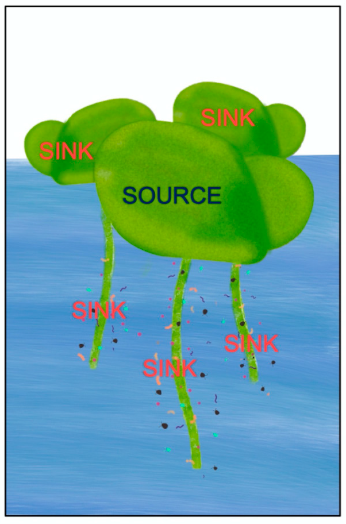 Plants 11 00145 g011 Plants 11 00145 g011