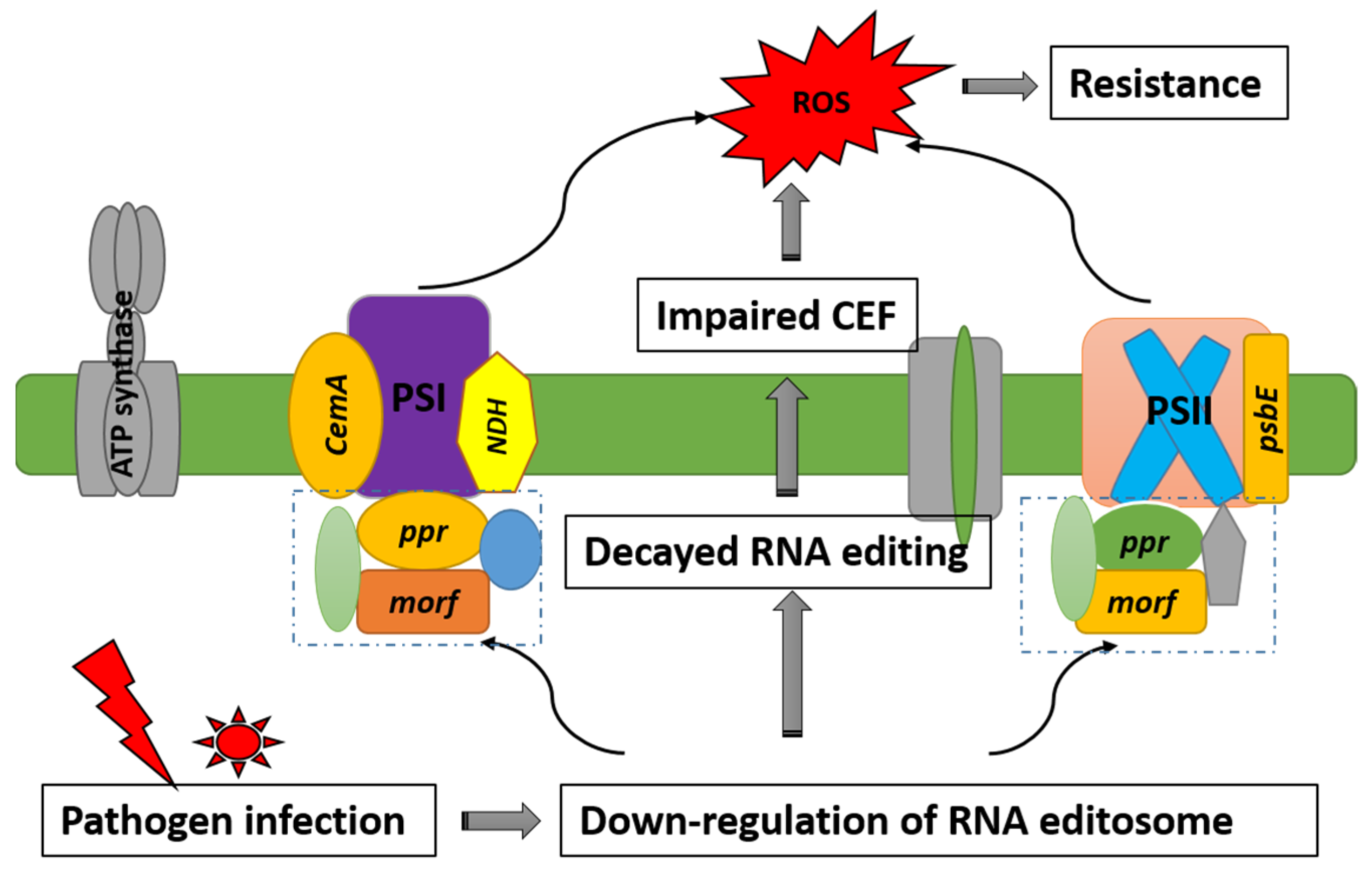 Plants 11 00146 g008