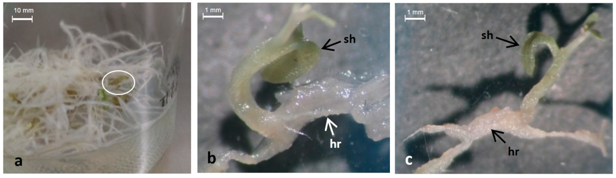 Plants 11 00150 g003