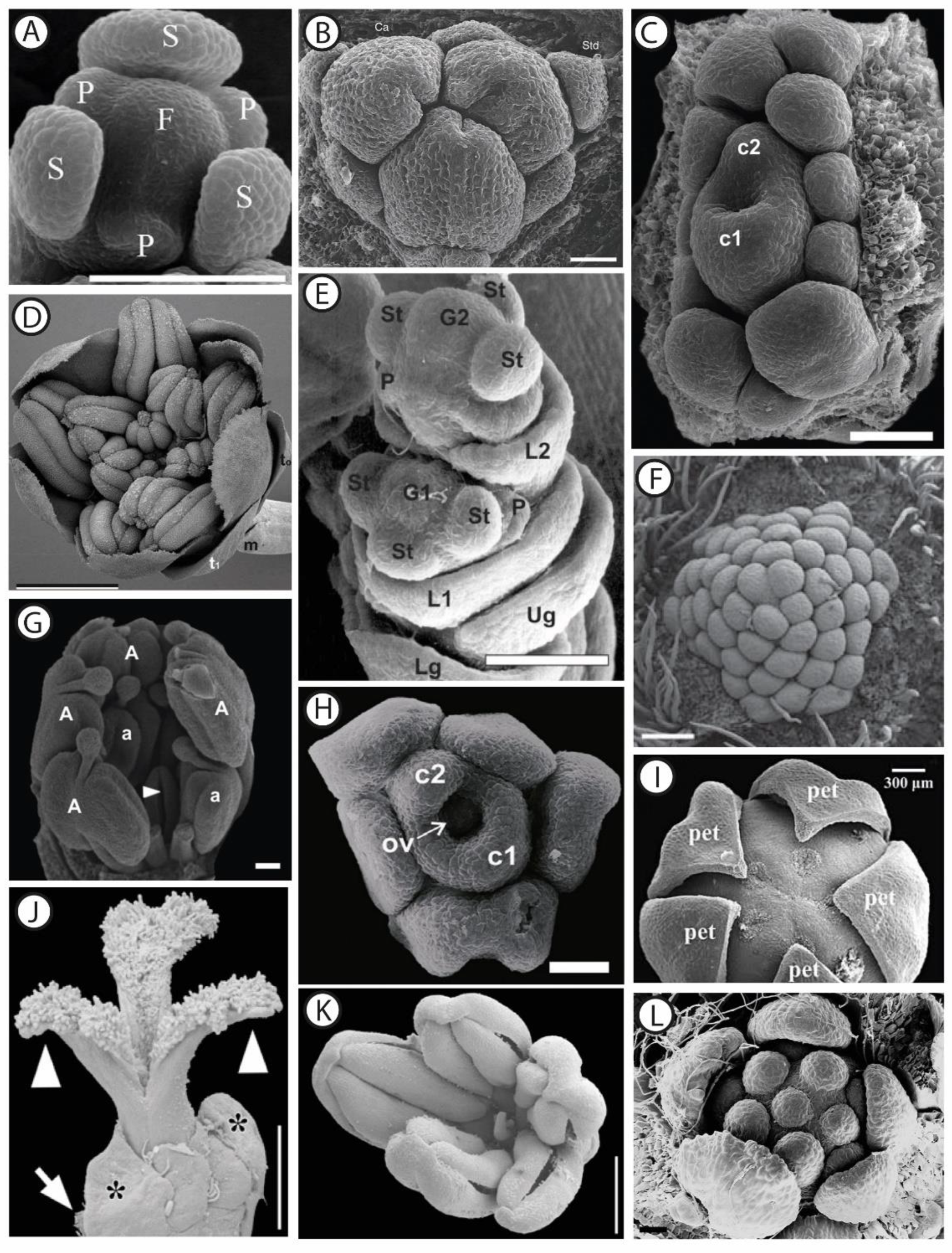 Plants 11 00155 g001 550