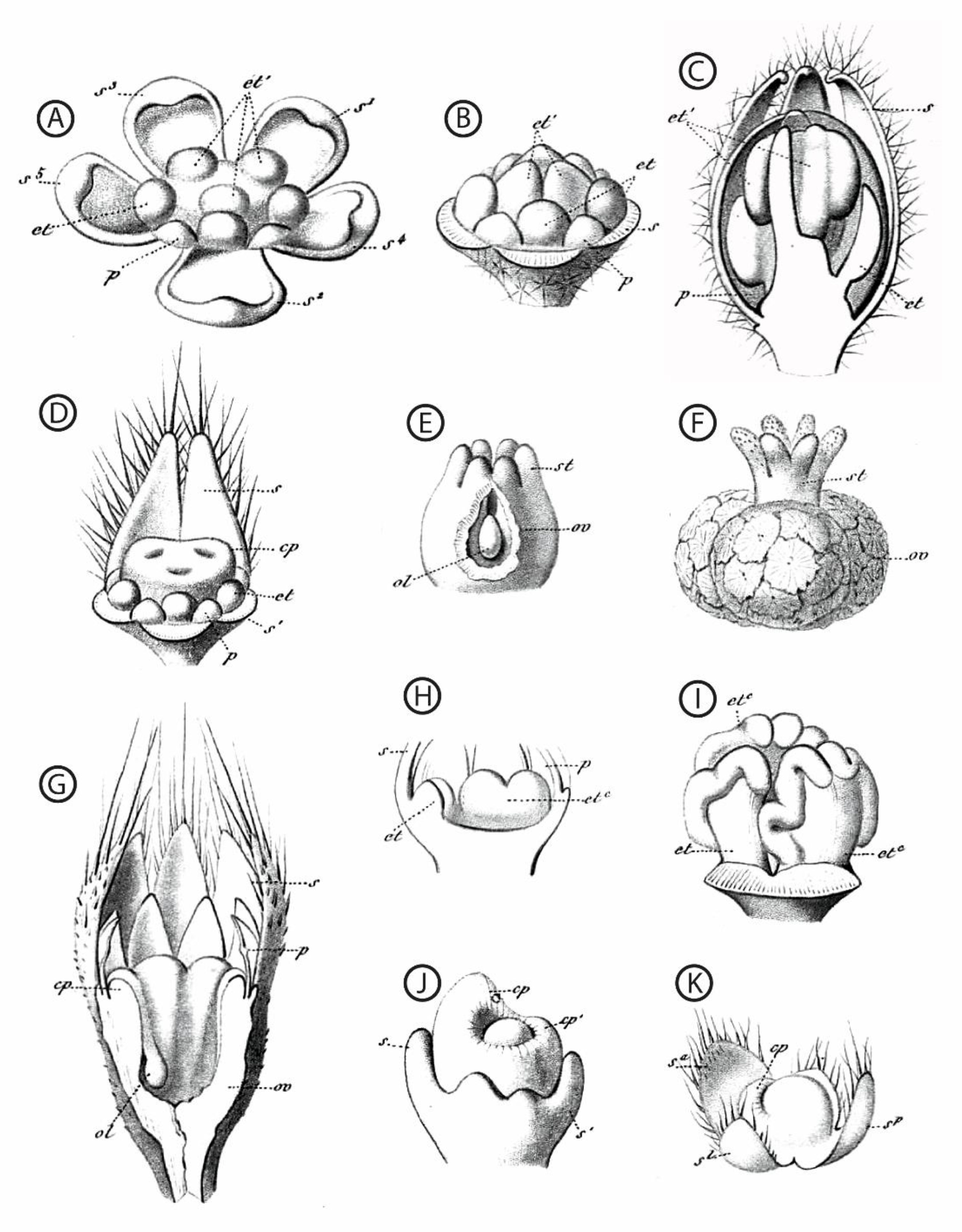 Plants 11 00155 g002 550