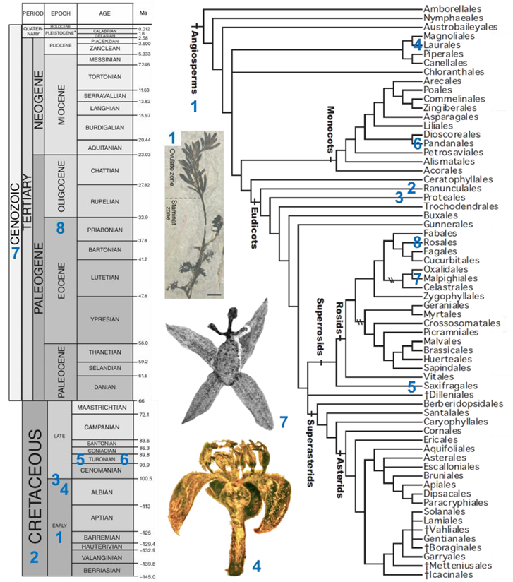 Plants Free FullText Development and Evolution of Unisexual