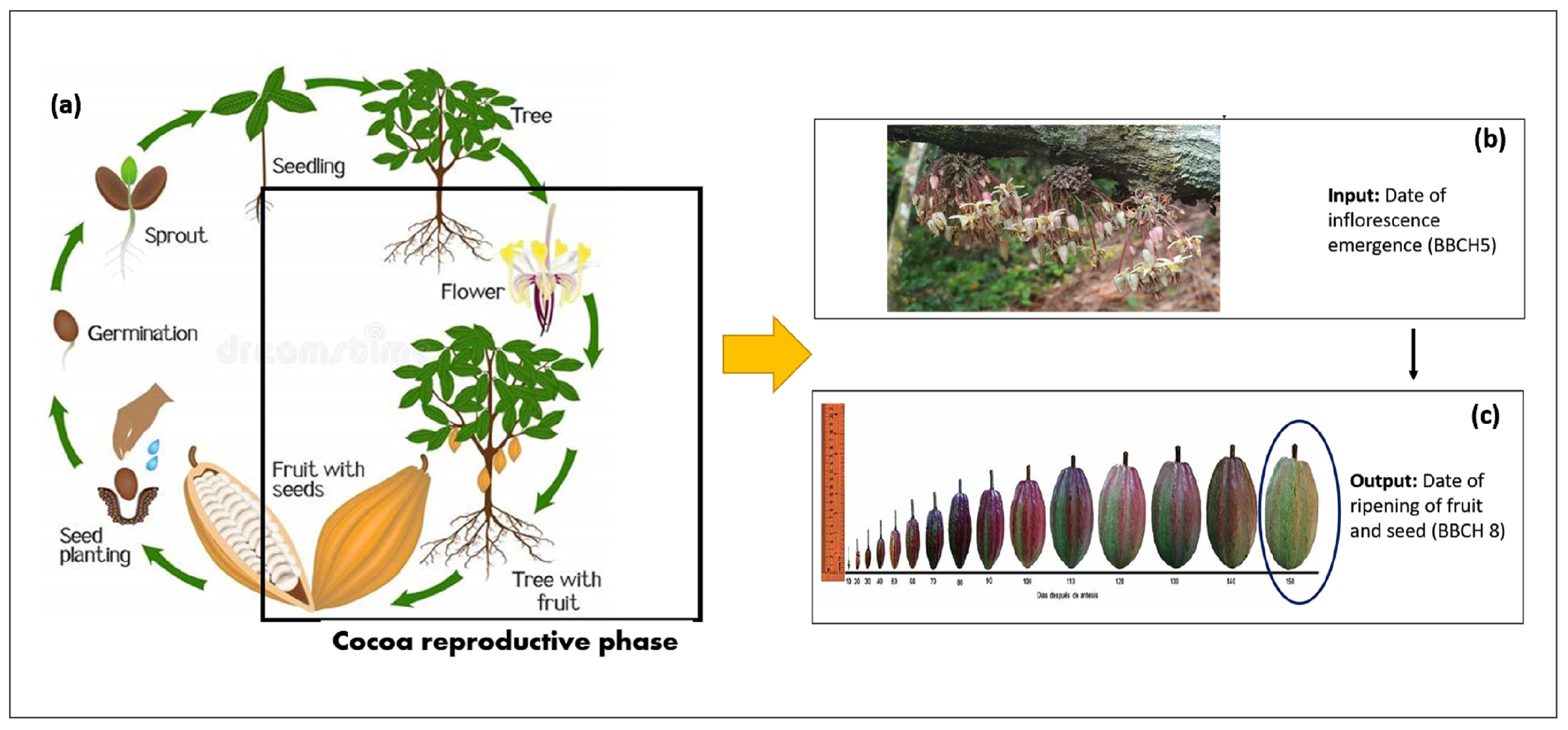 Plants 11 00157 g001 550