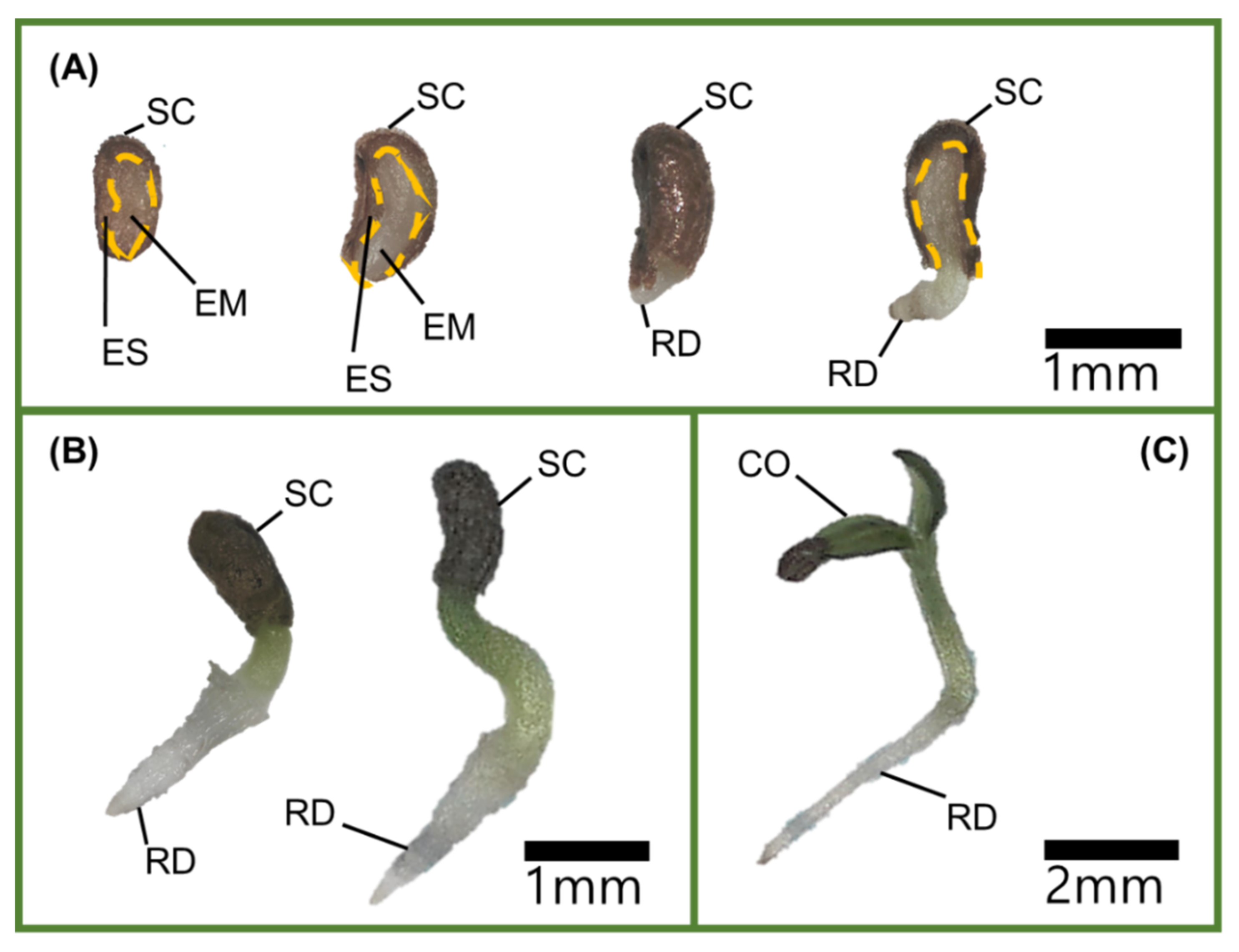 Plants 11 00160 g008
